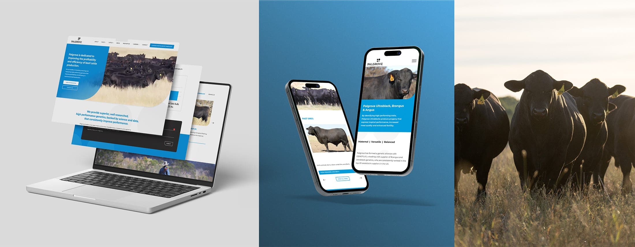 Palgrove website design across desktop and mobile