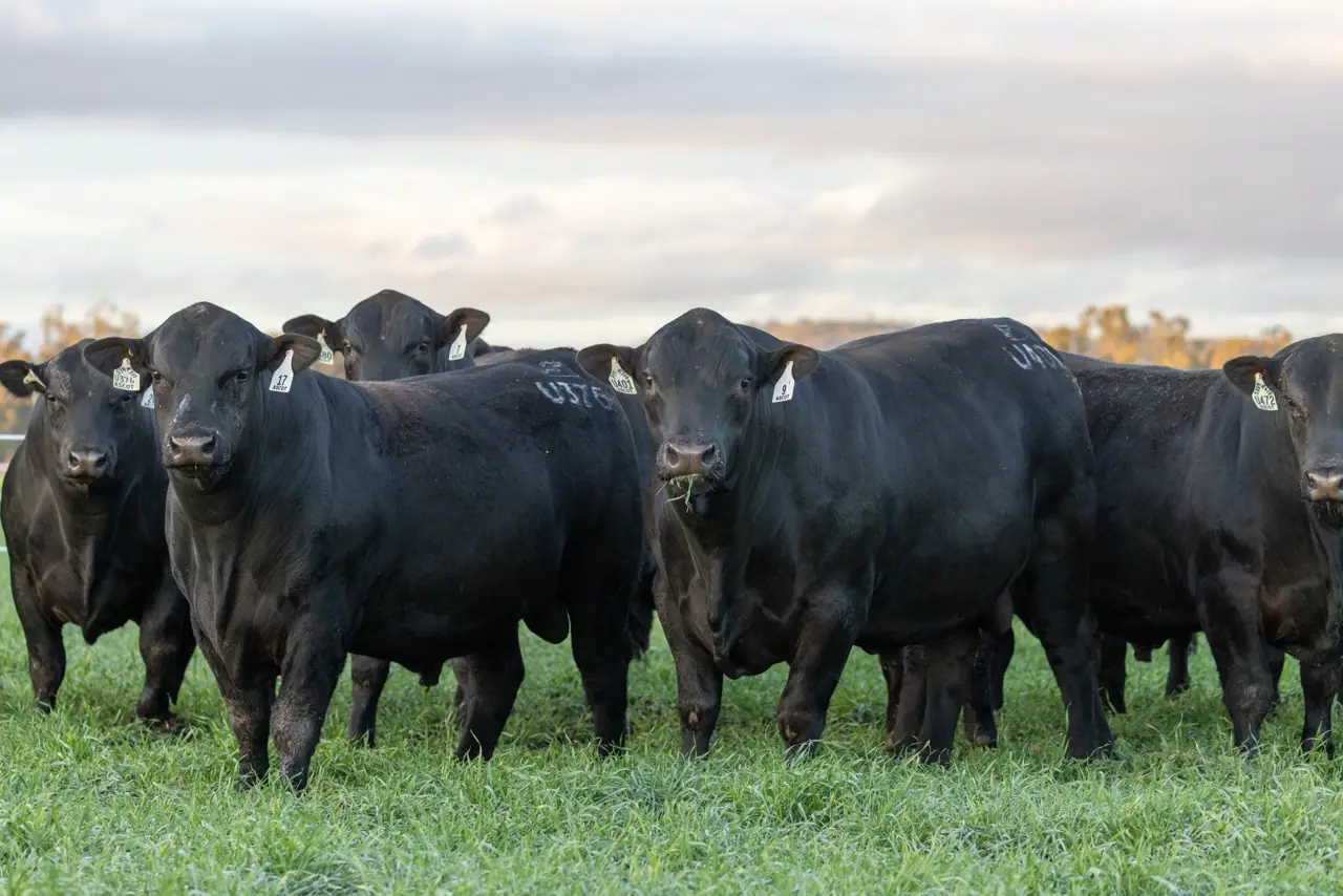 Black Angus bulls standing together in a green pasture under a cloudy sky, brand work for Ascot Cattle Co by Oga