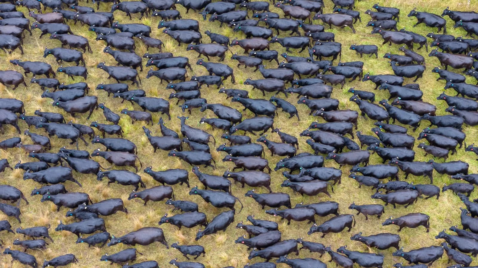 Aerial view of a large herd of black Angus cattle moving across green pasture at Furracabad