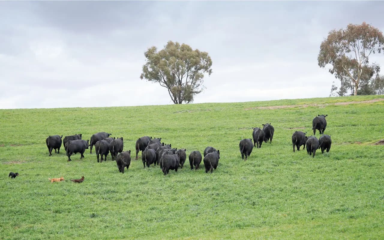 Black Angus cattle grazing across a green hillside paddock under an overcast sky