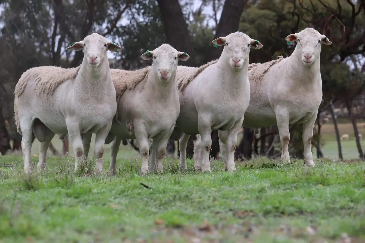 Four Hillcroft UltraWhite rams standing side by side on green pasture, brand work for Hillcroft Farms by Oga