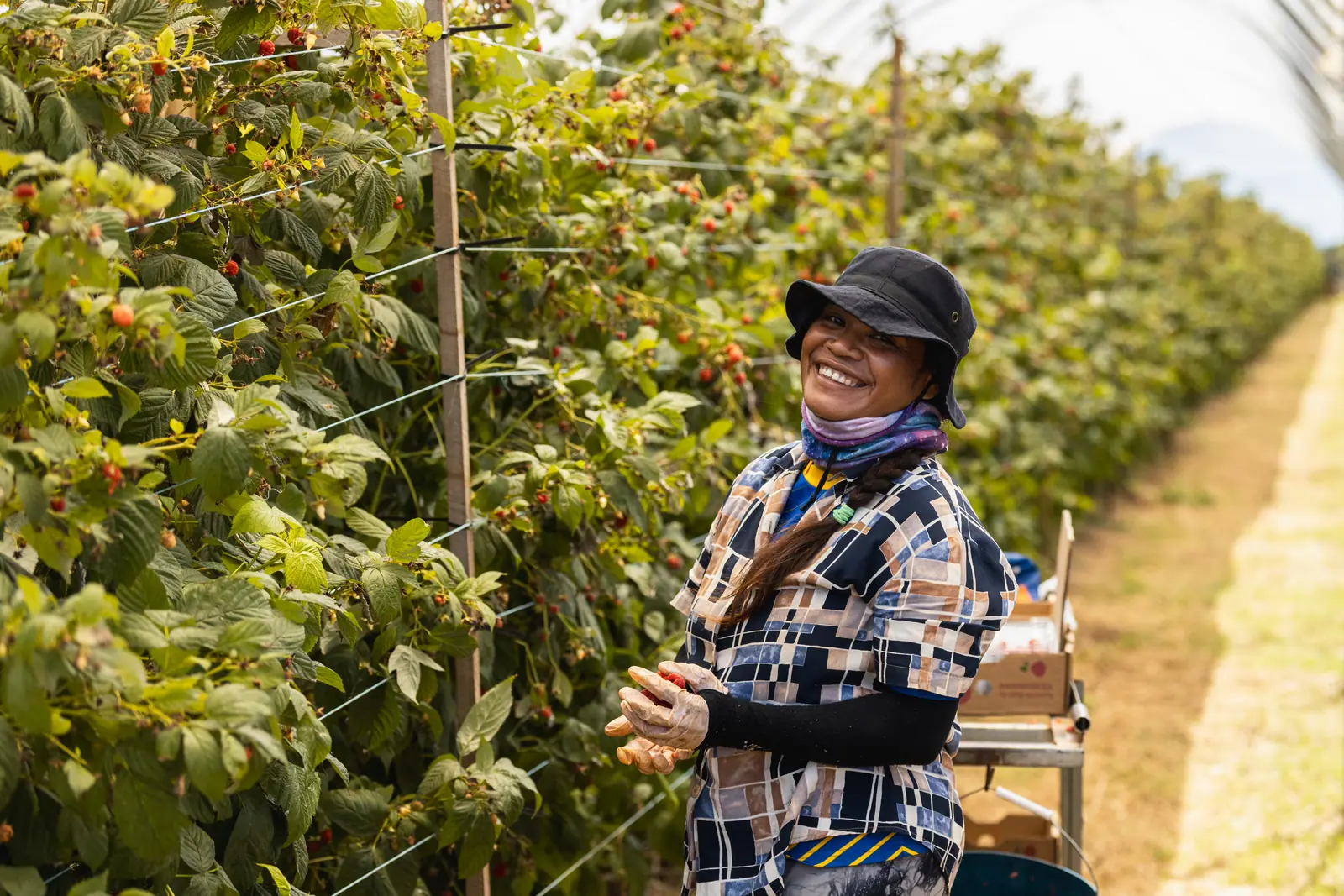 Smiling worker harvesting fruit in an orchard