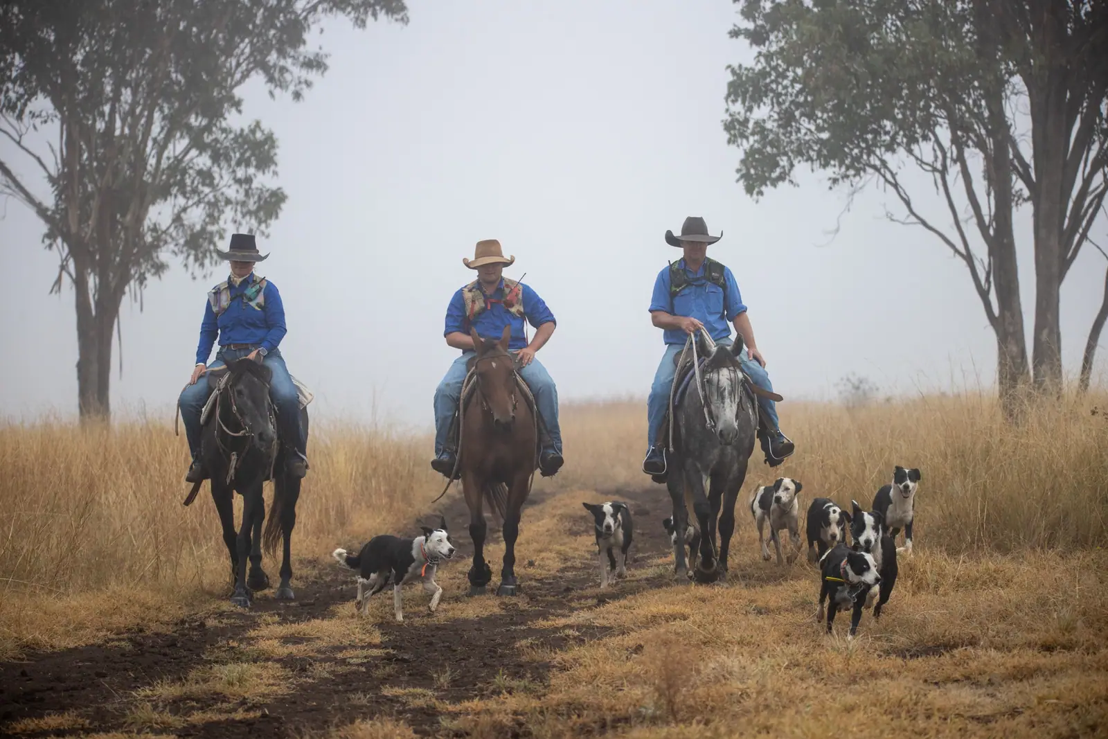 Three Palgrove riders on horseback with working dogs moving up a track on a misty morning