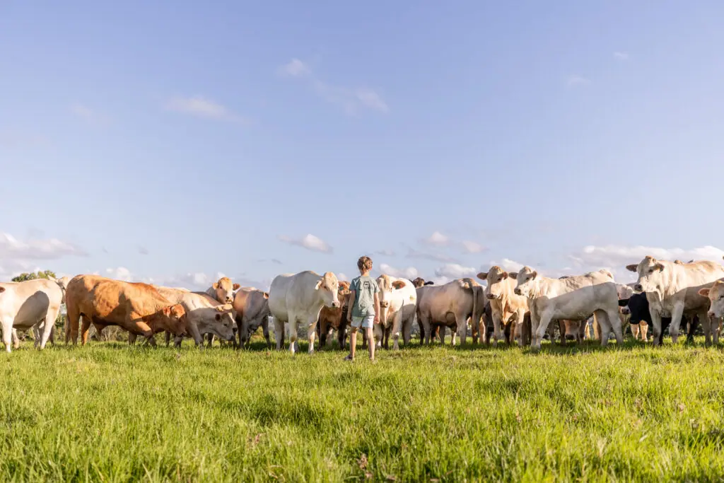 Yajambee Farms regenerative farming photography and digital work by Oga