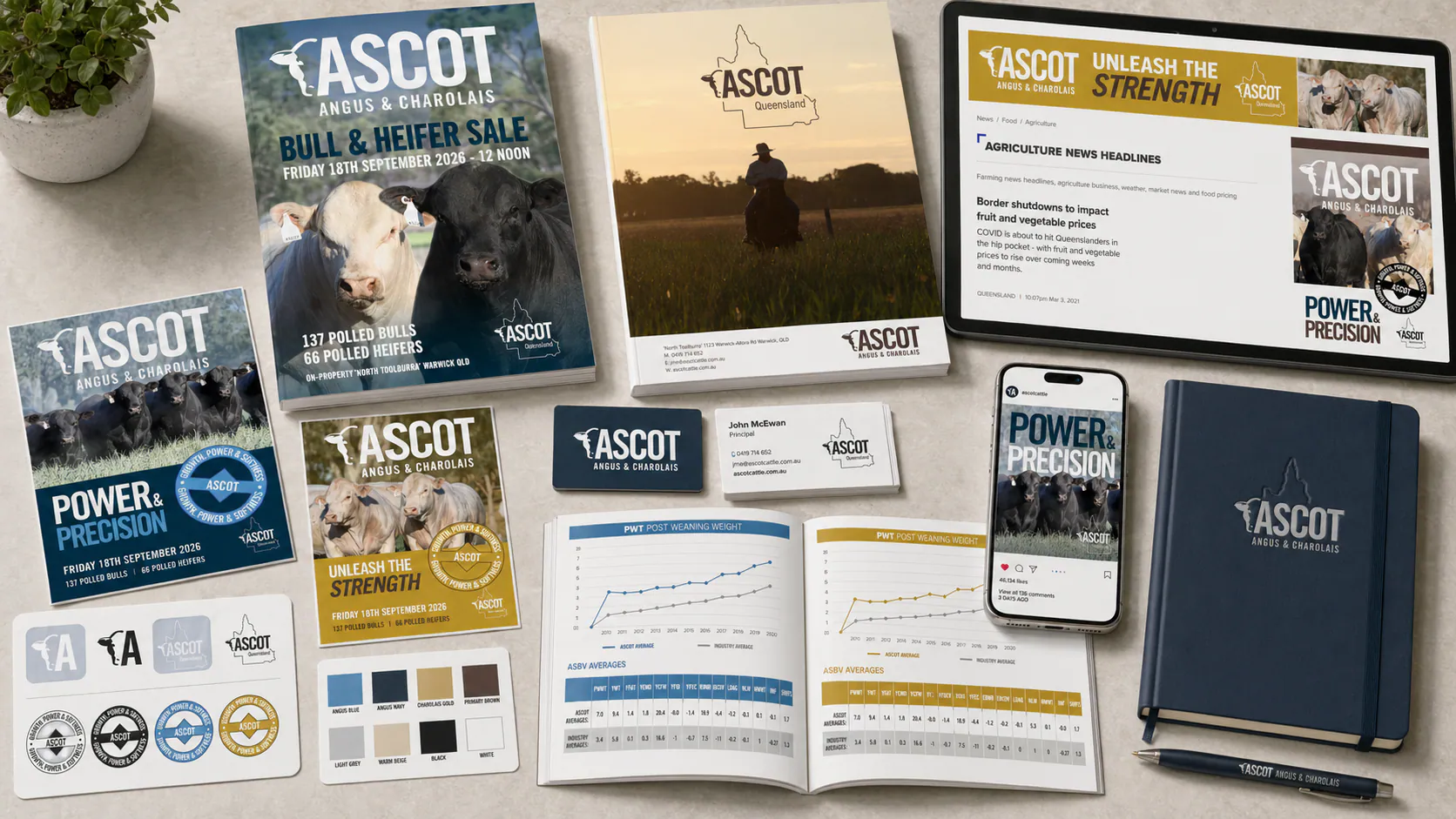 Ascot Cattle Co brand identity system showing logo, supporting marks and typography in blue and yellow