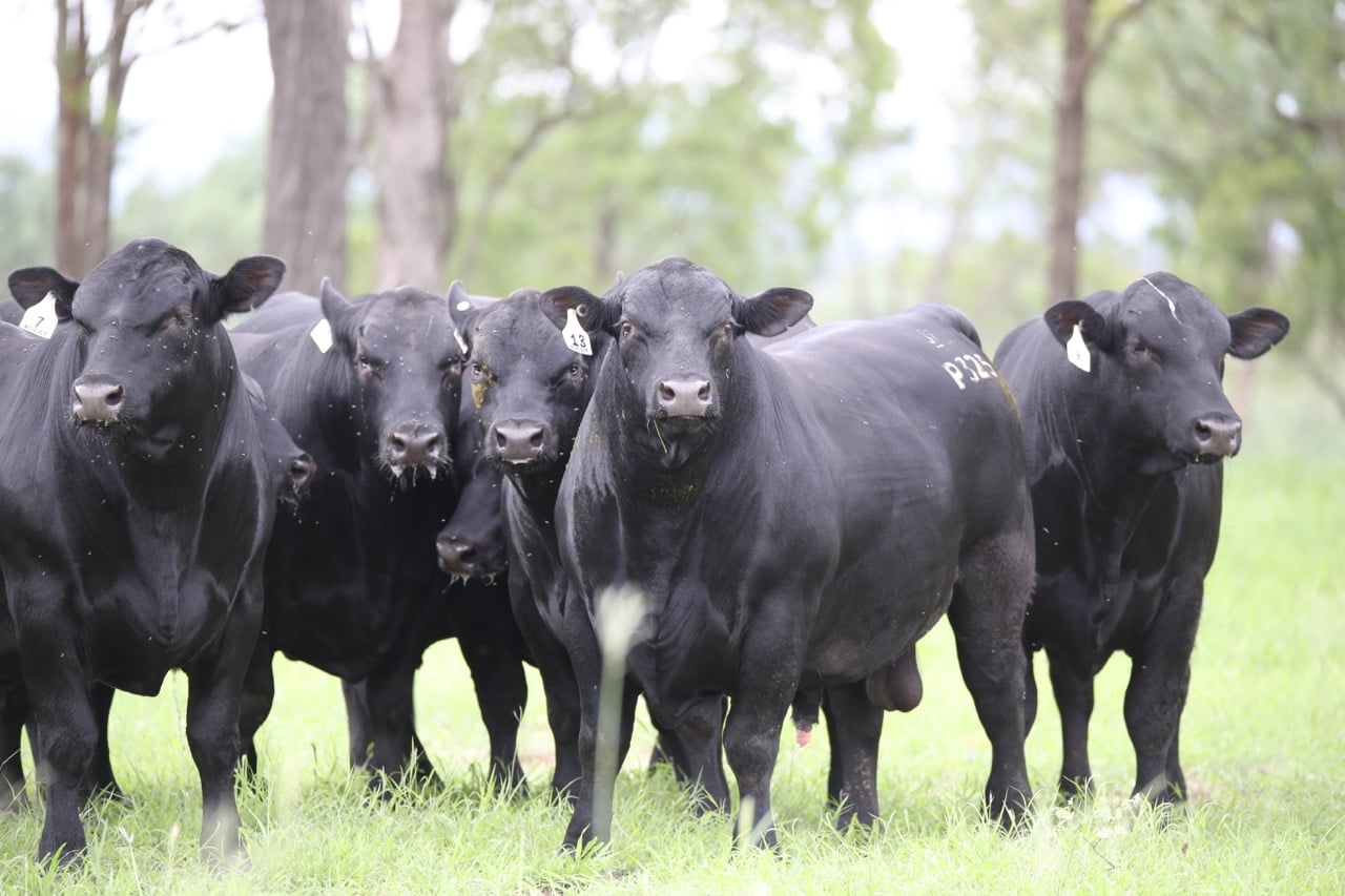 Group of black Angus bulls facing the camera in a grassy paddock with trees behind them