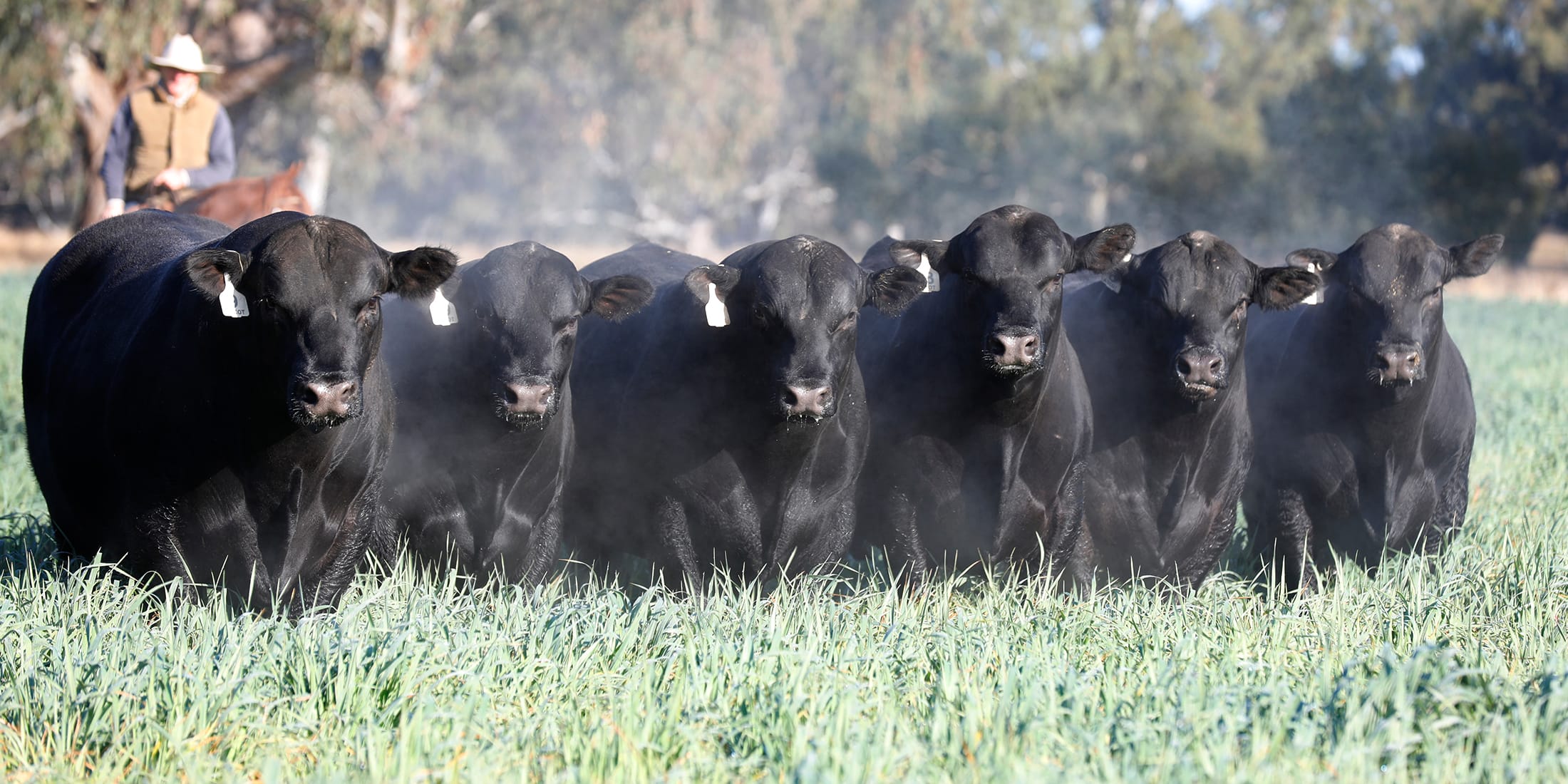 Black Angus cattle moving through a dusty green paddock with a rider on horseback in the background