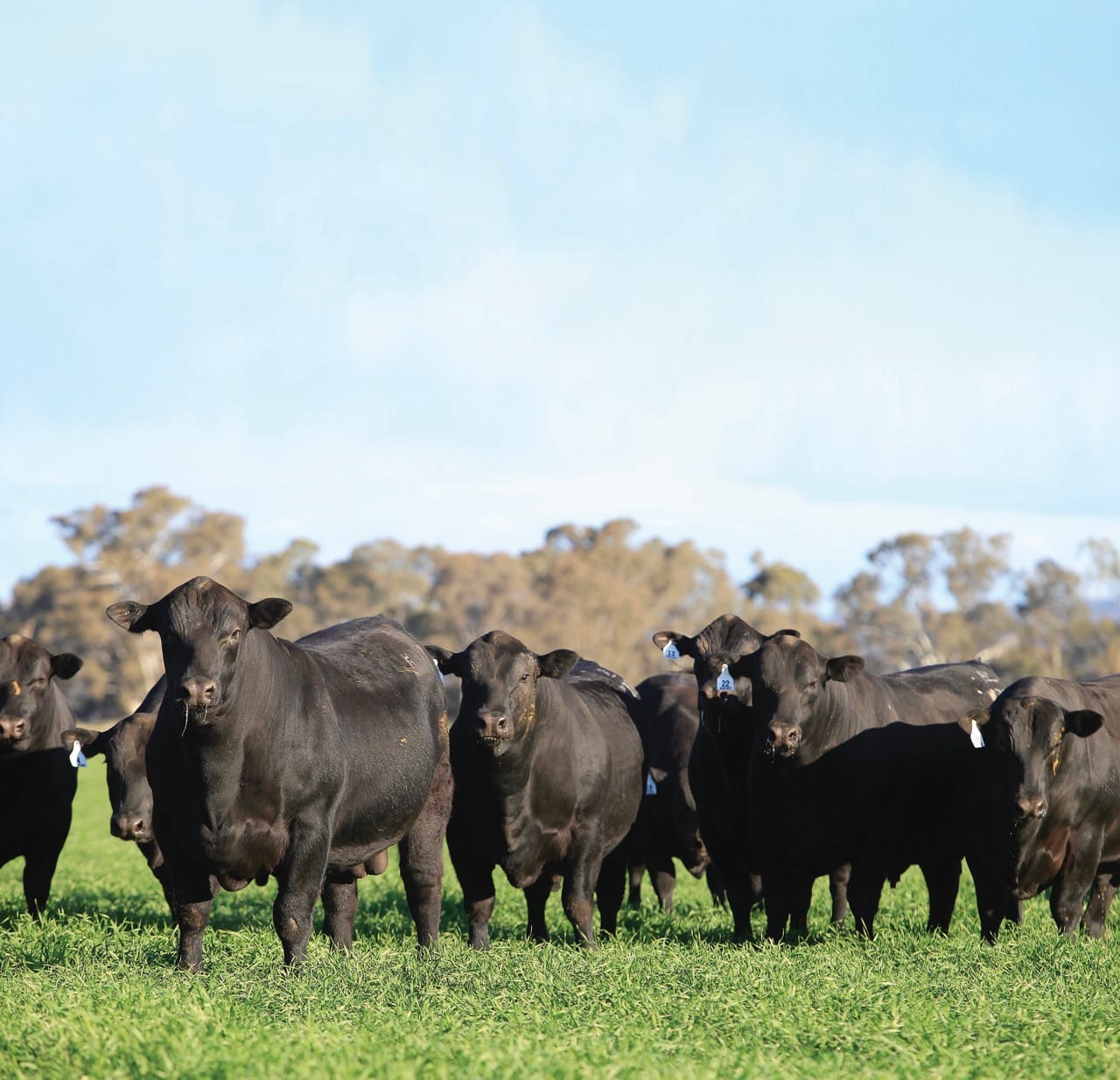 Black Angus cattle standing in a bright green pasture beneath a blue sky