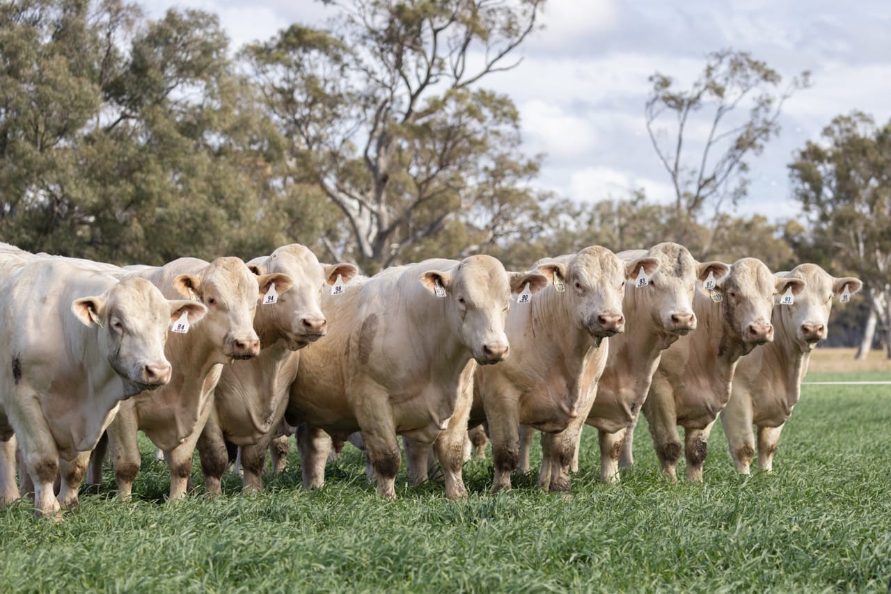 Charolais bulls lined up in a green pasture with gum trees and cloudy sky behind them