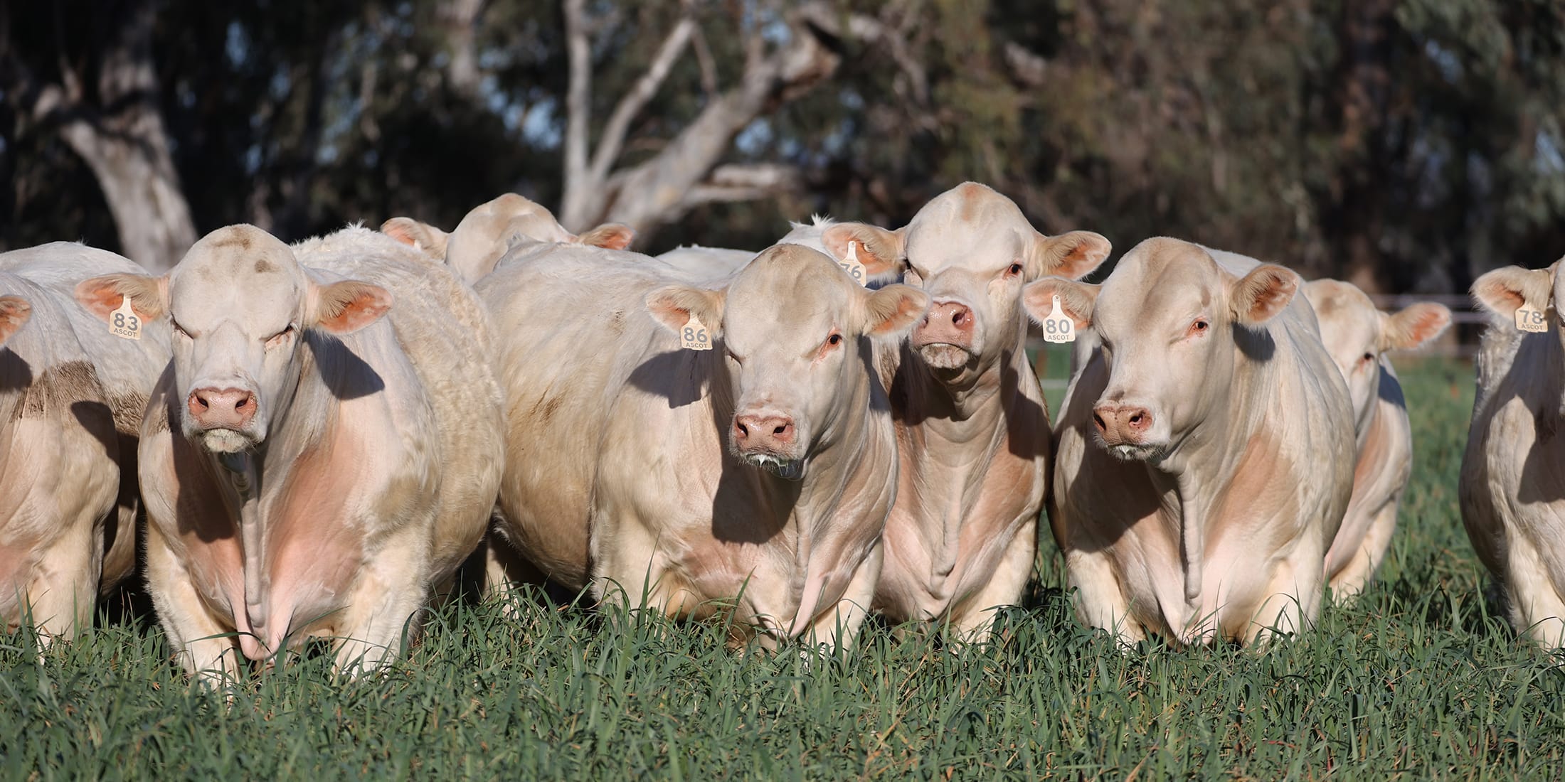 Wide view of Charolais cattle standing shoulder to shoulder in a grassy paddock