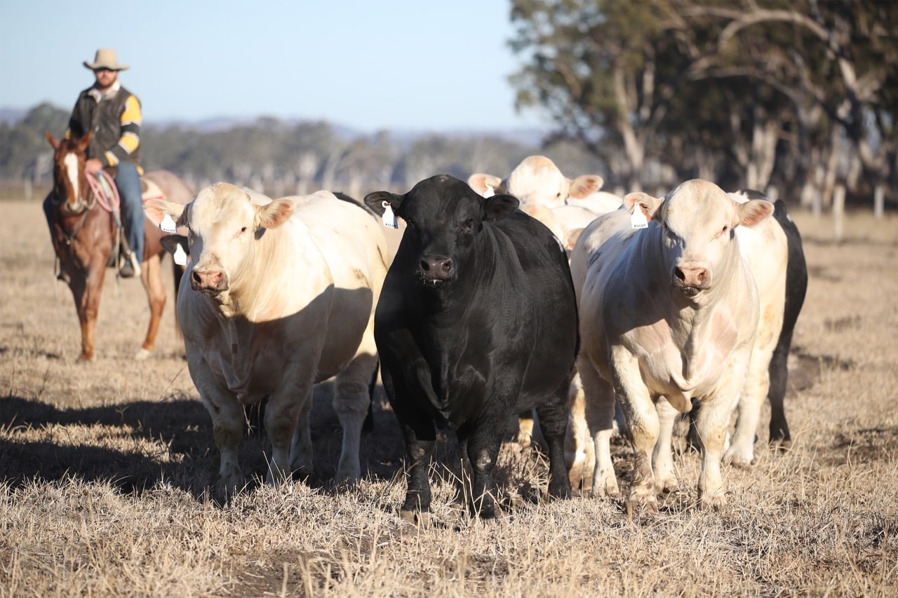 Charolais cattle walking toward the camera with a rider on horseback behind them