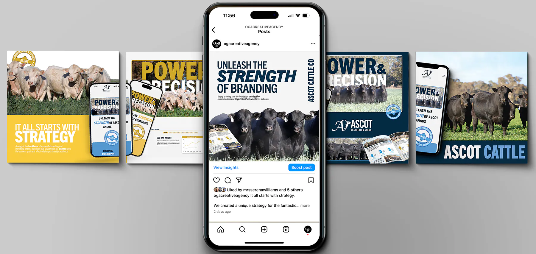 Ascot Cattle Co social media carousel designs displayed on phones and poster mockups
