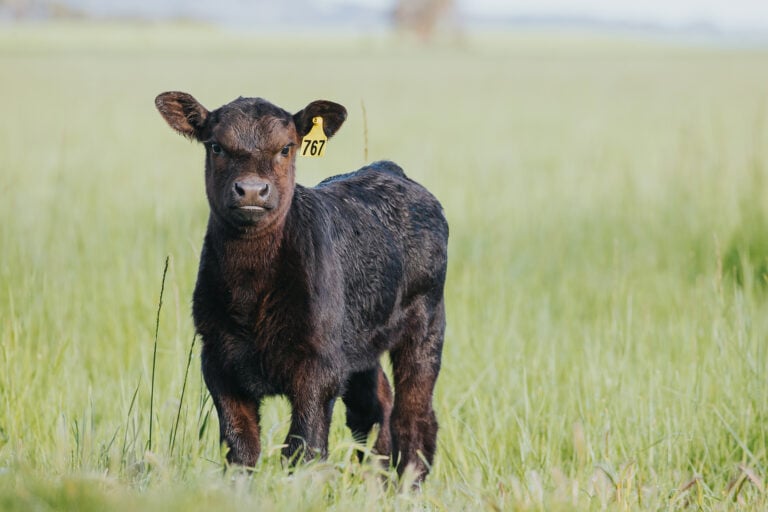 Black calf with an ear tag standing in tall green pasture