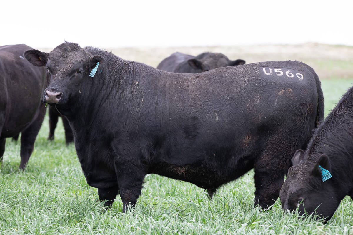 Angus bull lot number U569 standing in green pasture