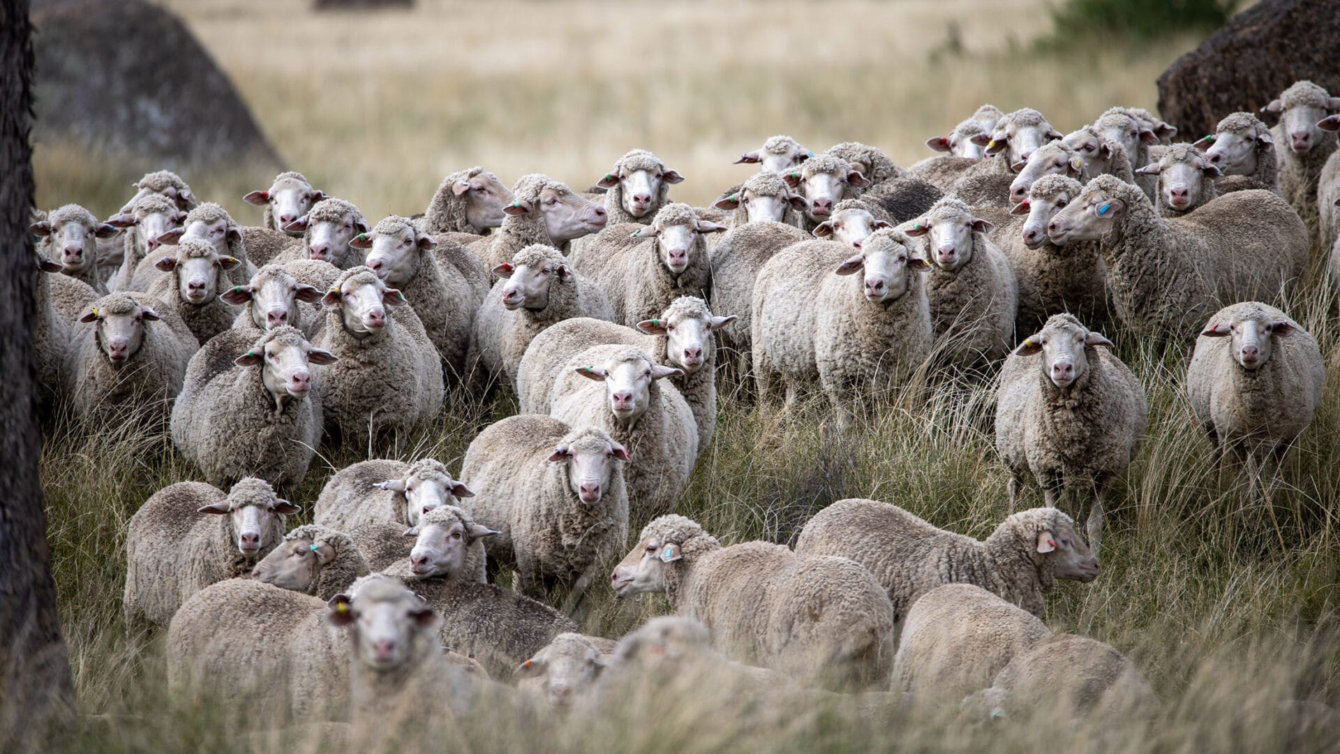 Mob of sheep gathered in long grass for stud marketing