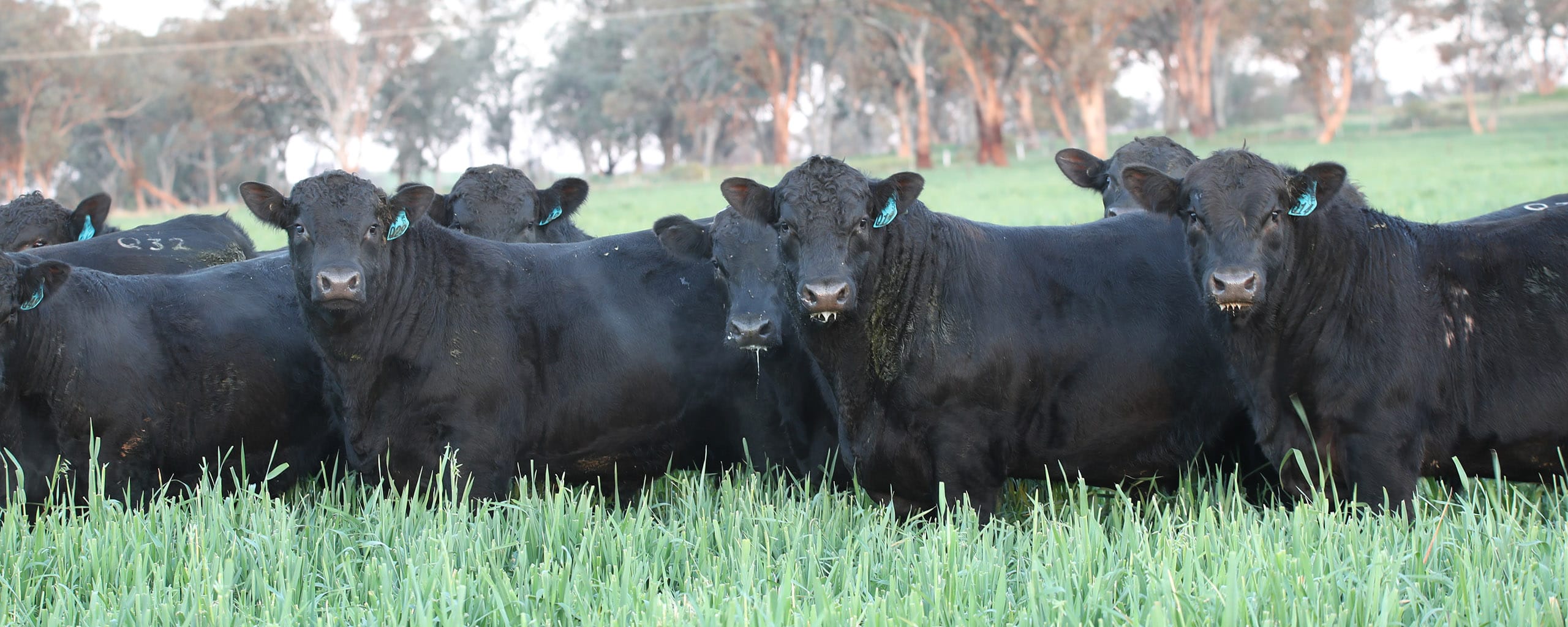 Black Angus cattle lined up in green feed under gum trees