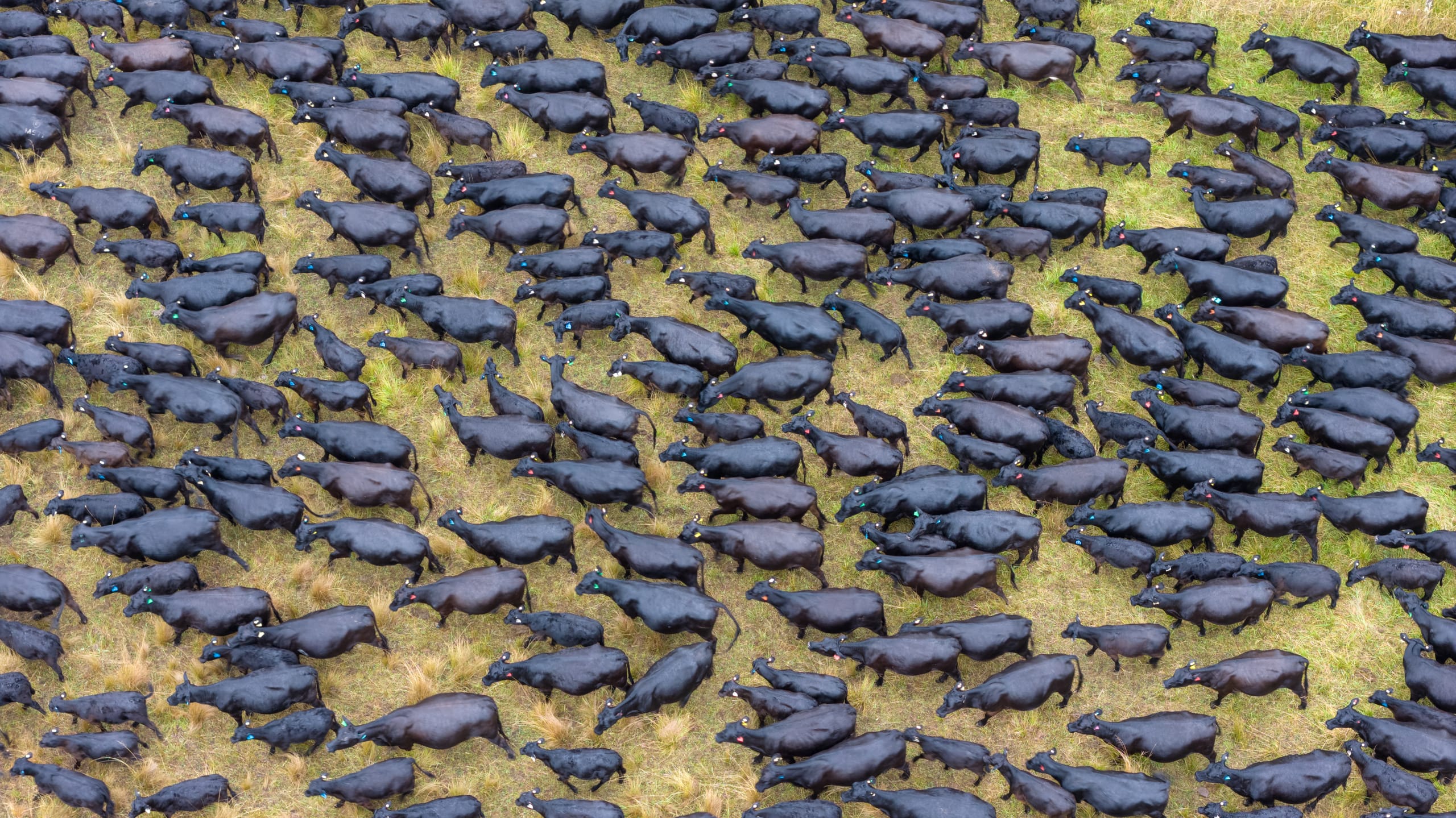 Drone view of black Angus cattle spread across pasture