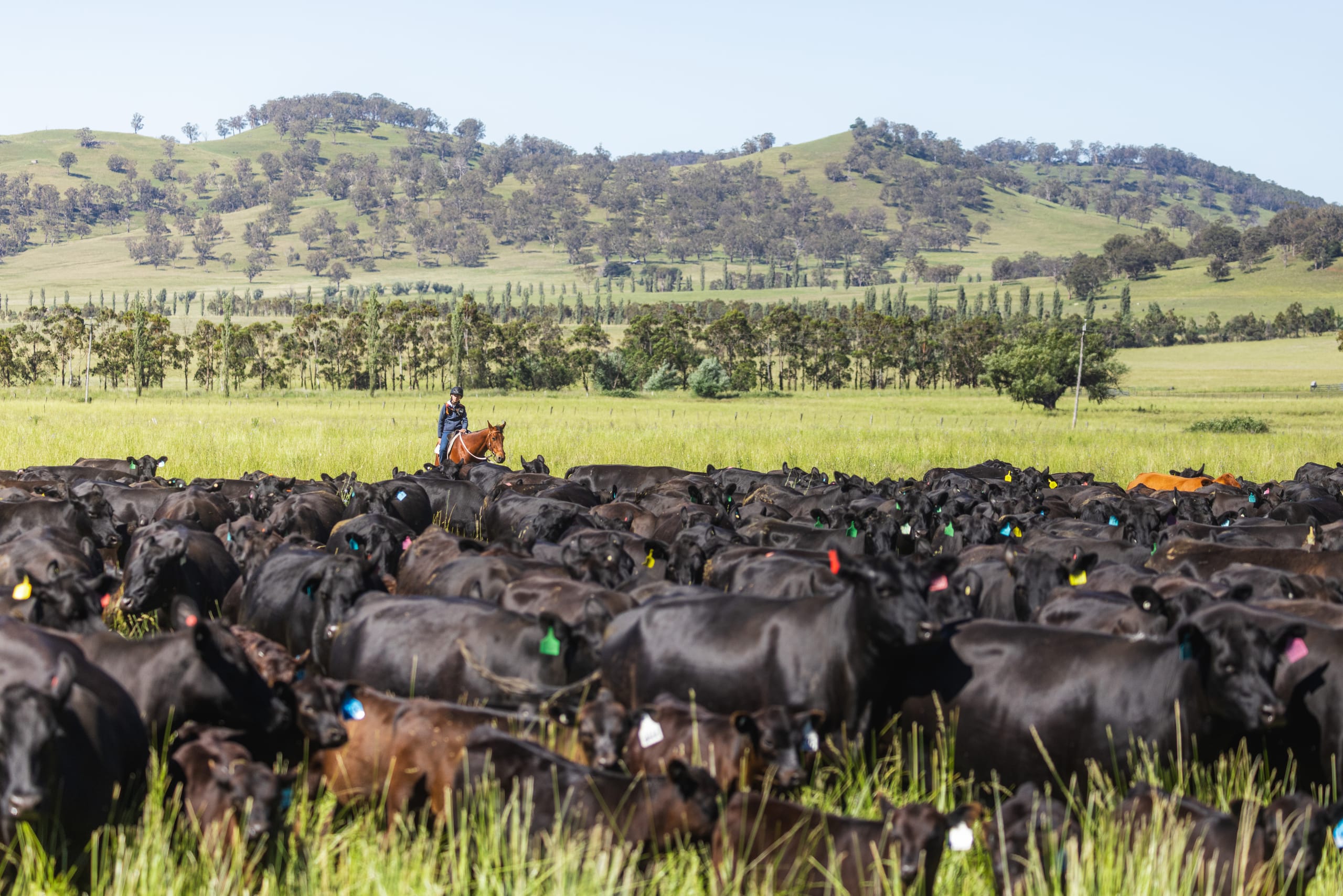 Black Angus cattle fill the foreground with a rider behind them