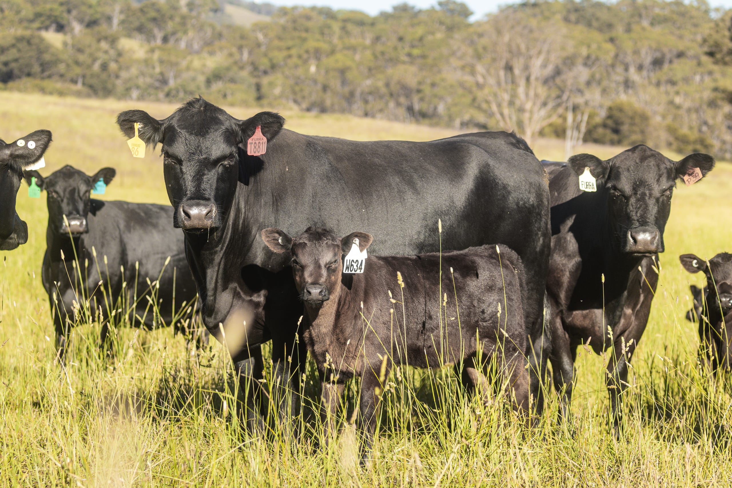 Black Angus cows and calves standing together in tall pasture