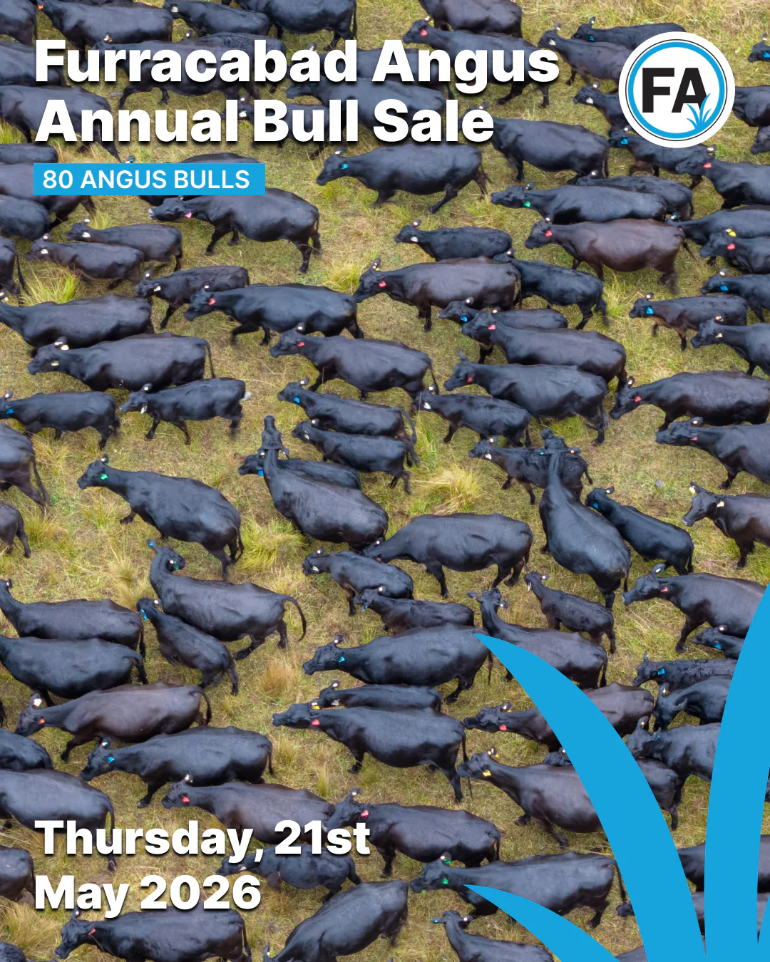 Annual bull sale social post over an aerial herd of black Angus cattle