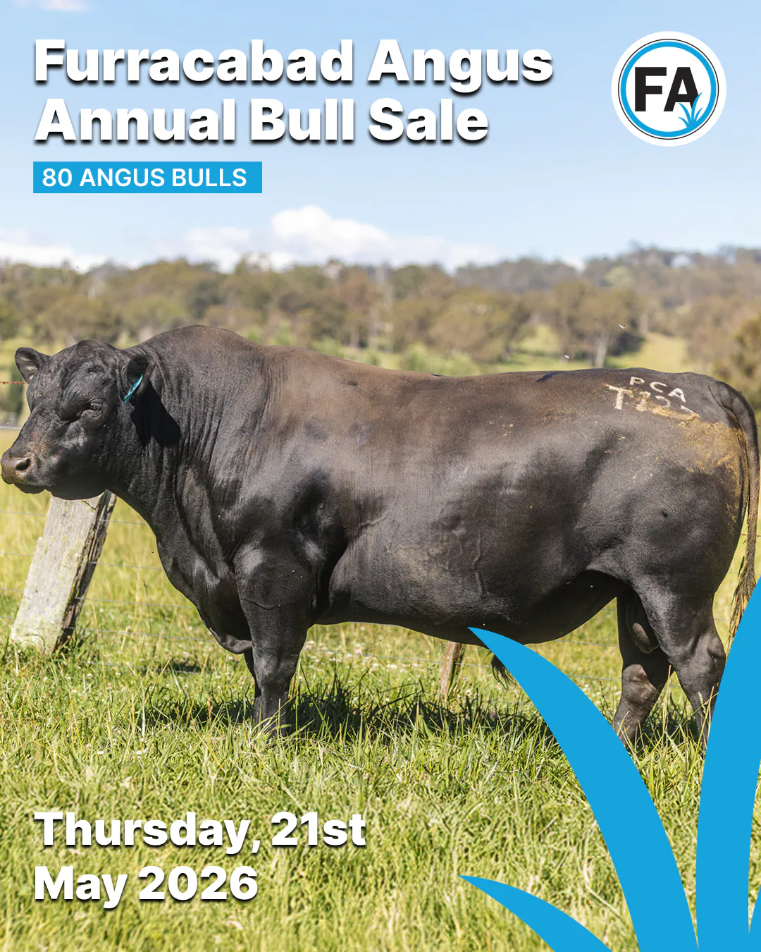 Annual bull sale social post featuring a black Angus bull in pasture