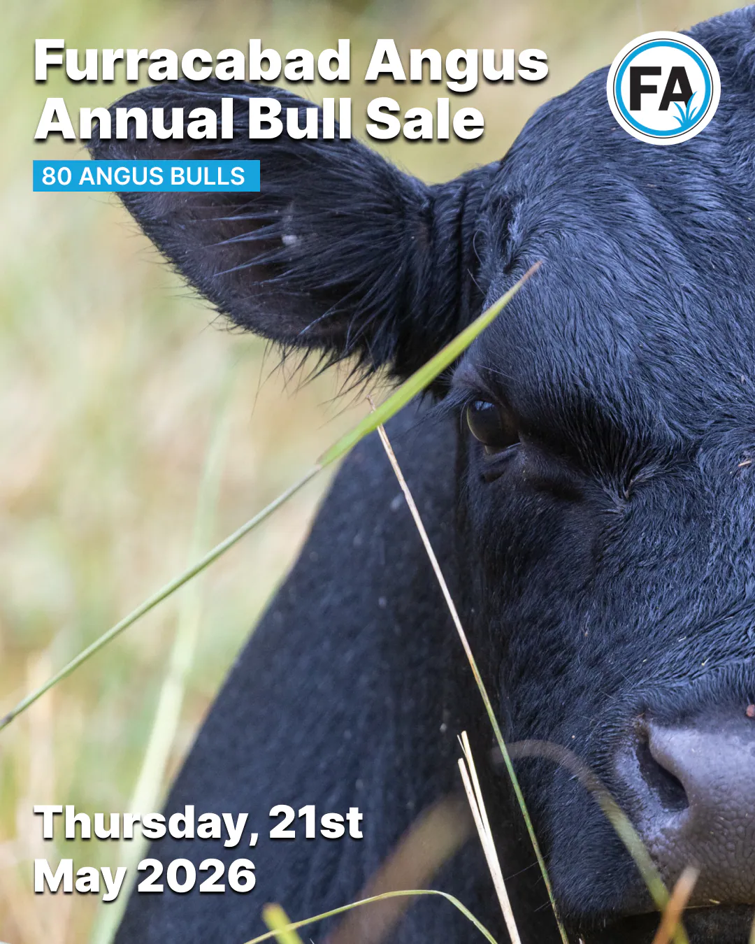 Annual bull sale social post with a close crop of a black Angus cow