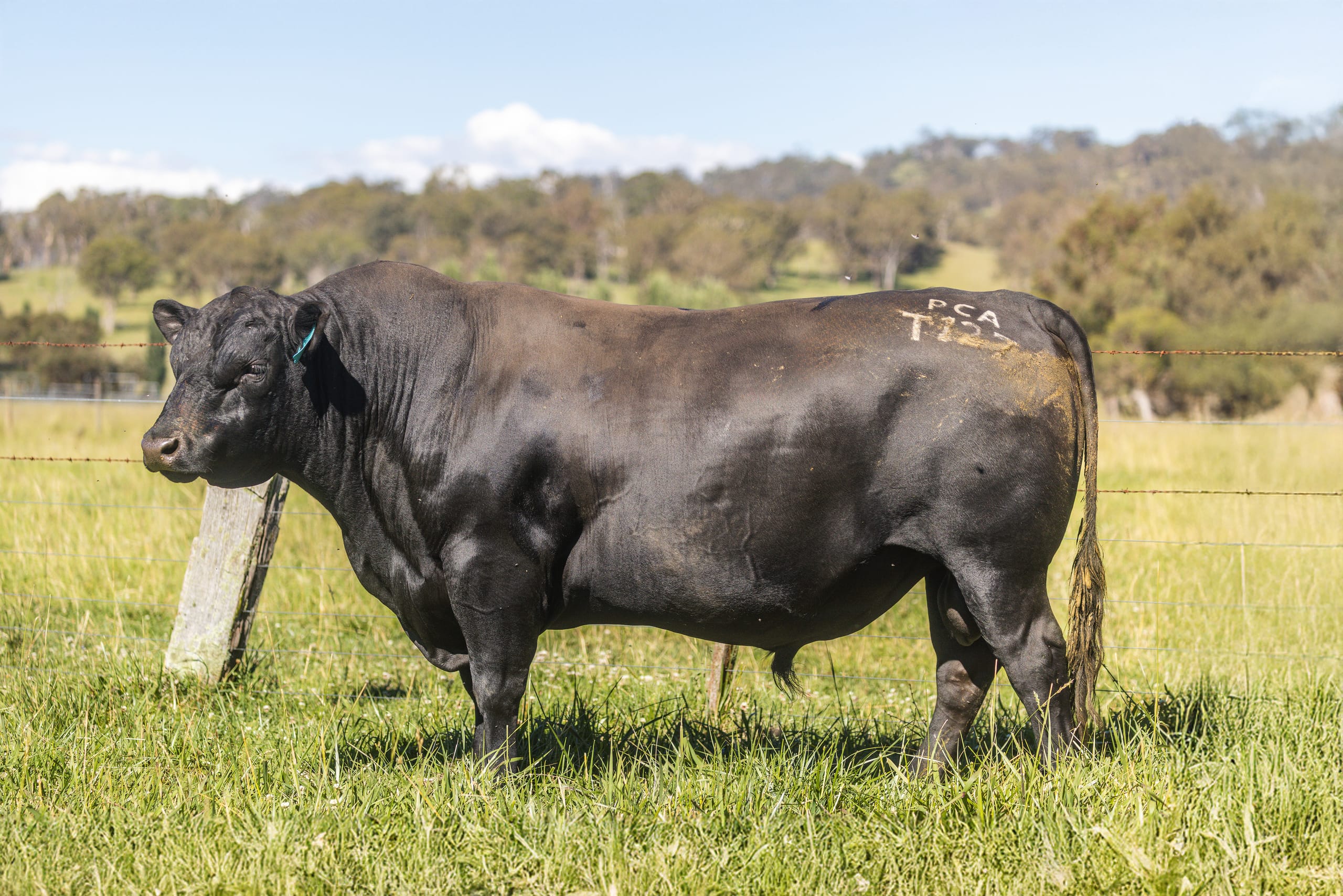 Black Angus bull standing side-on in a green paddock