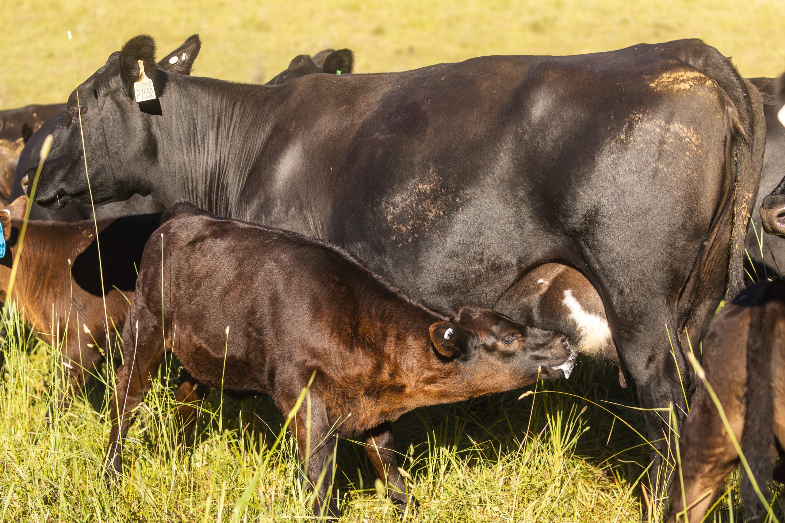 Calf nursing from a black Angus cow in sunlit grass