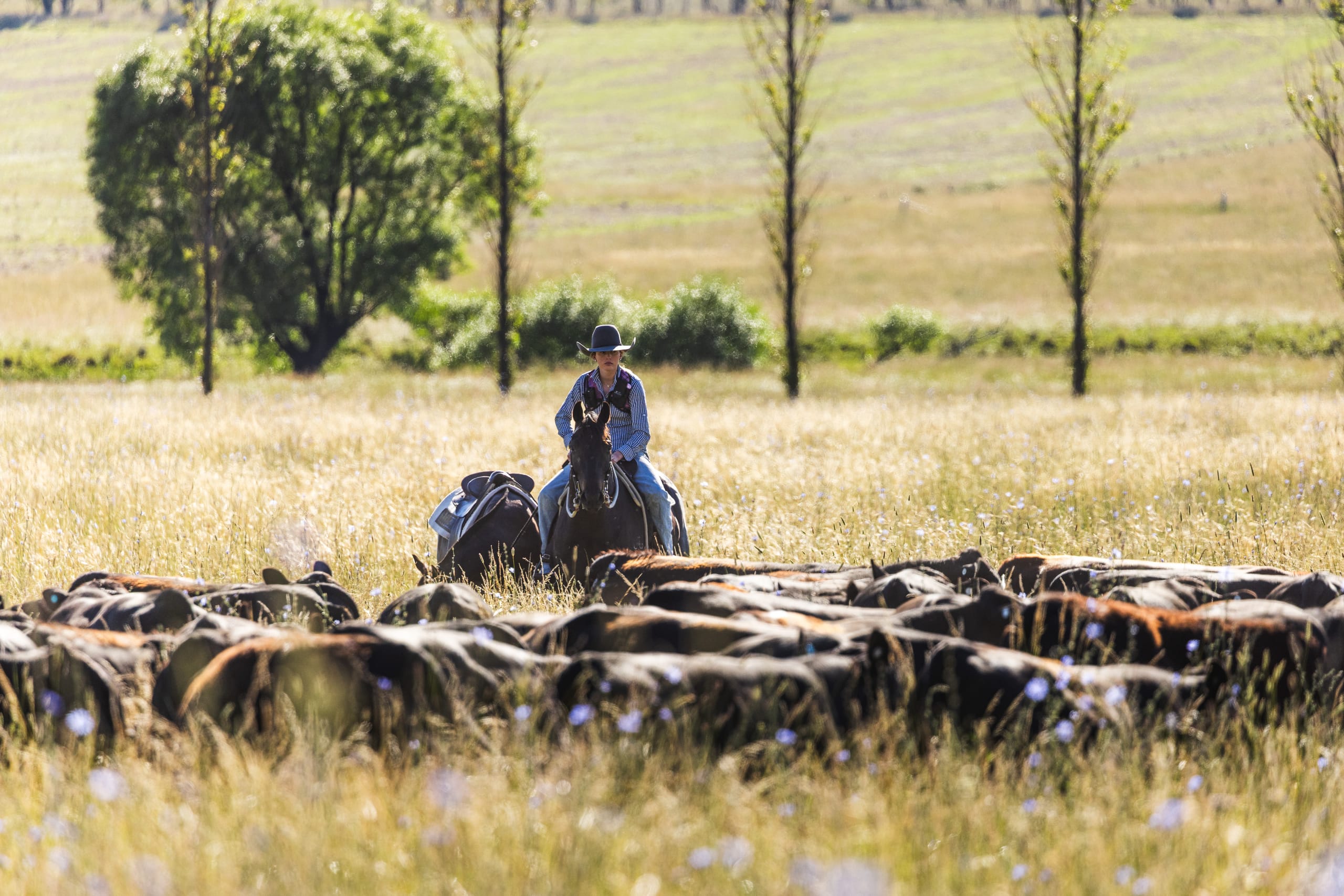 Horse rider moving black Angus cattle through a sunlit paddock