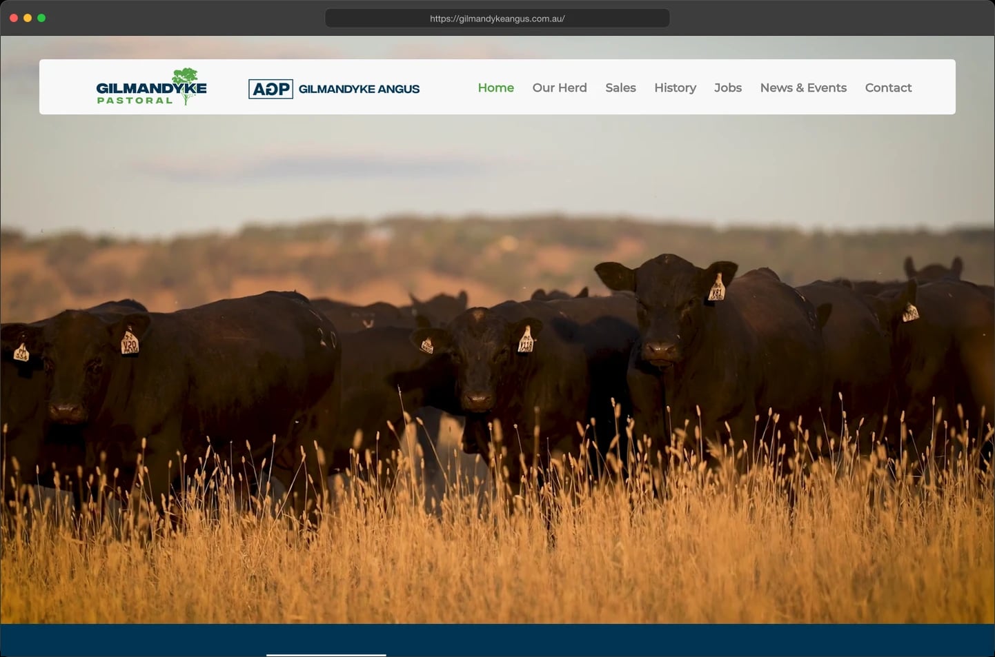 Gilmandyke Angus homepage browser mockup featuring black cattle in golden grass
