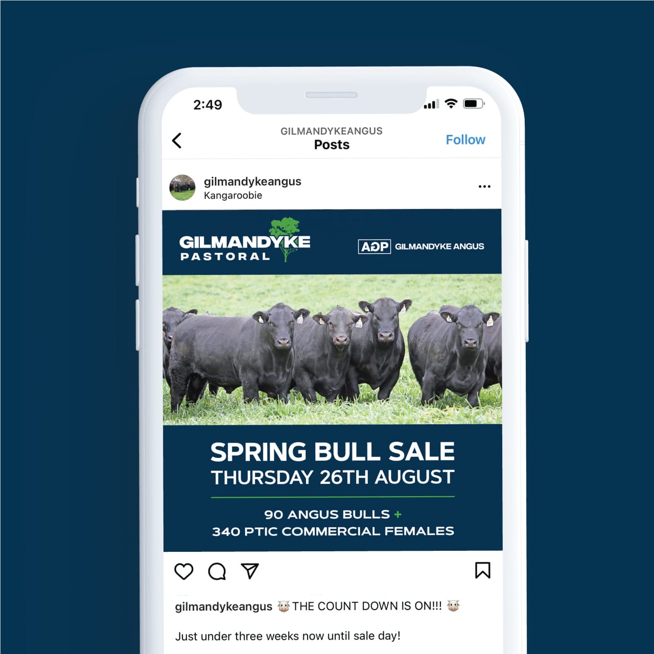 Phone mockup showing a Gilmandyke Angus Instagram post for a spring bull sale