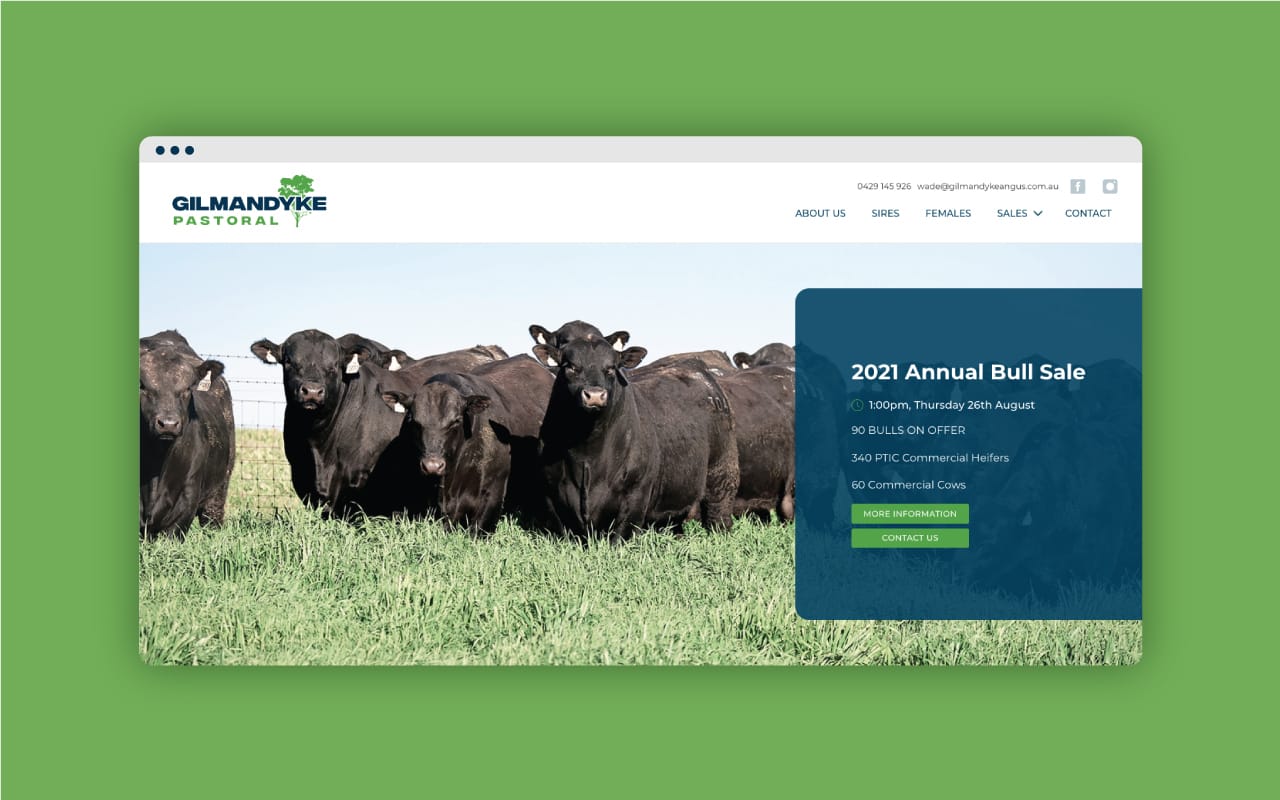 Gilmandyke Pastoral website mockup showing black cattle and 2021 annual bull sale details