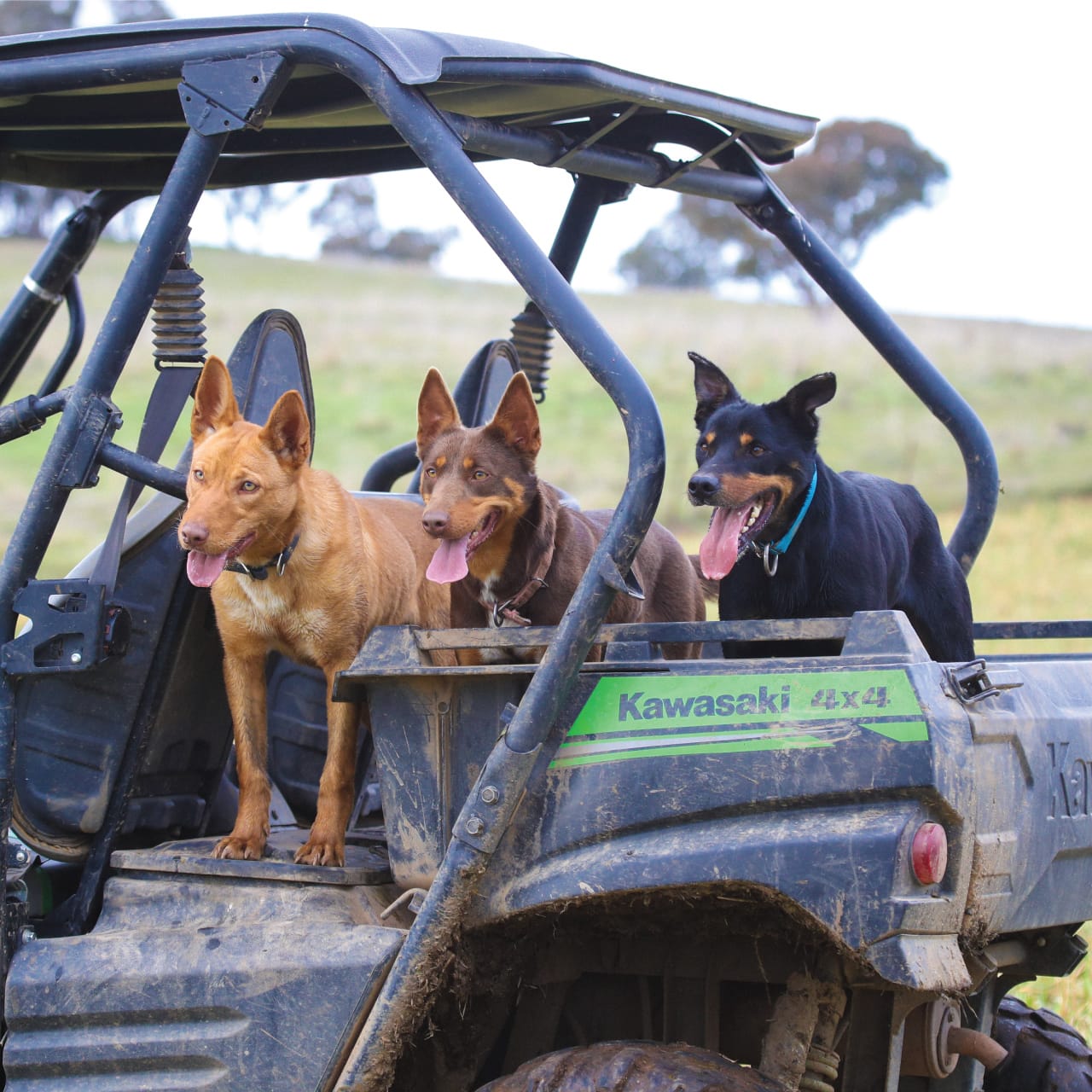 Three working dogs standing in a muddy Kawasaki Mule farm vehicle