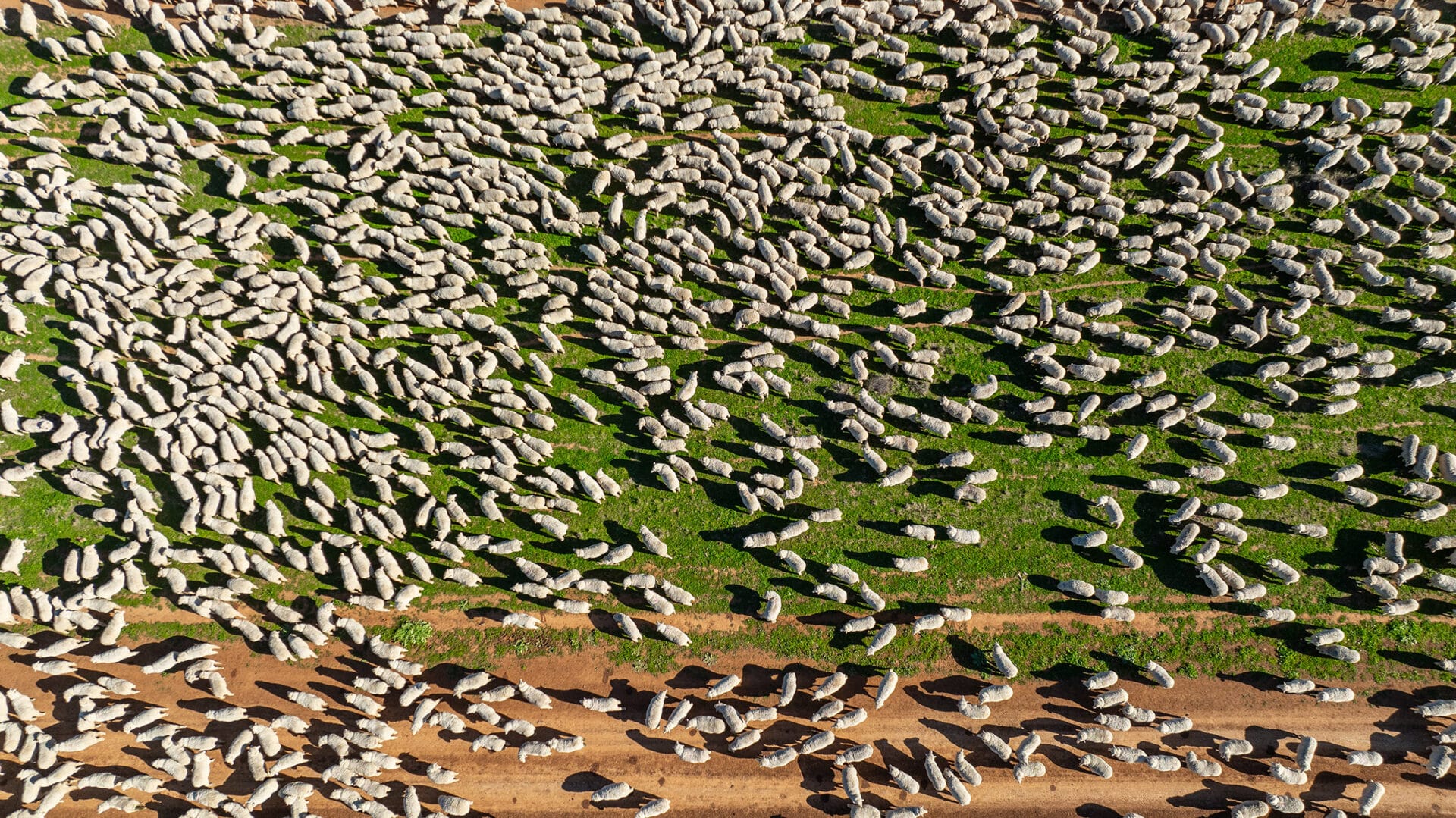 Close view of Haddon Rig Merino rams standing together in pasture