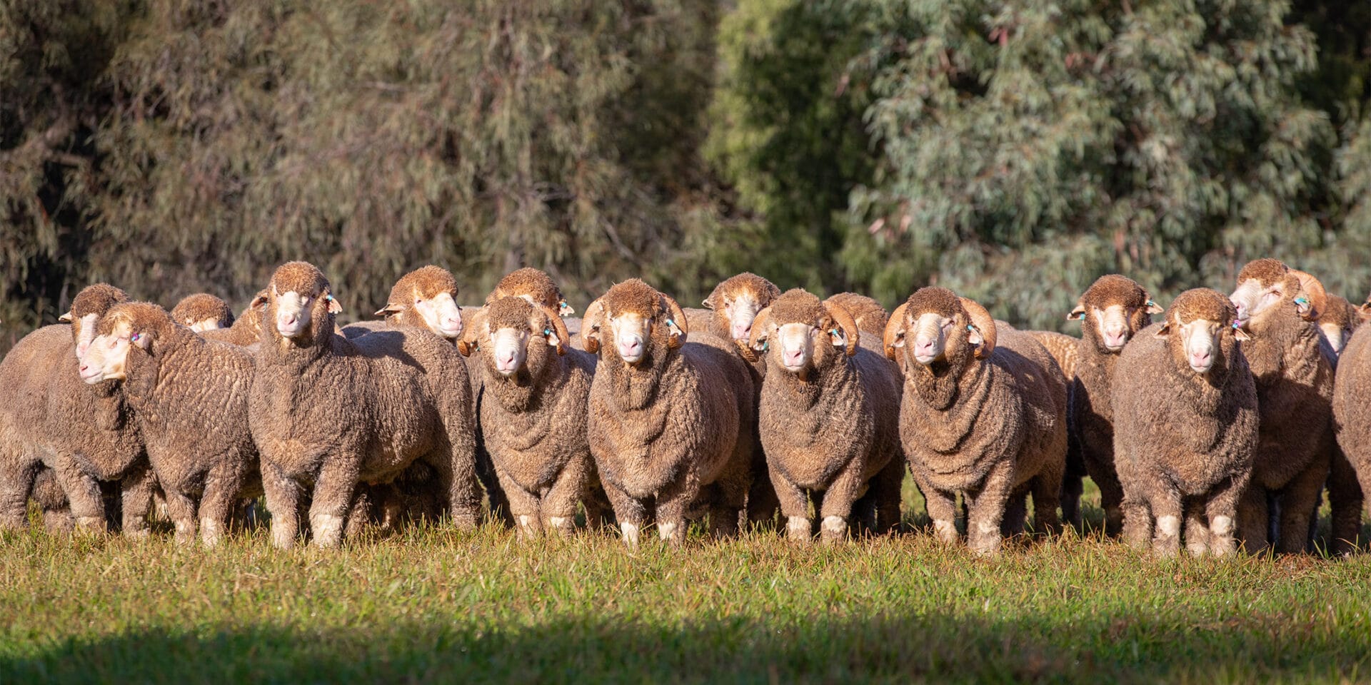 Haddon Rig Merino flock facing the camera in a paddock