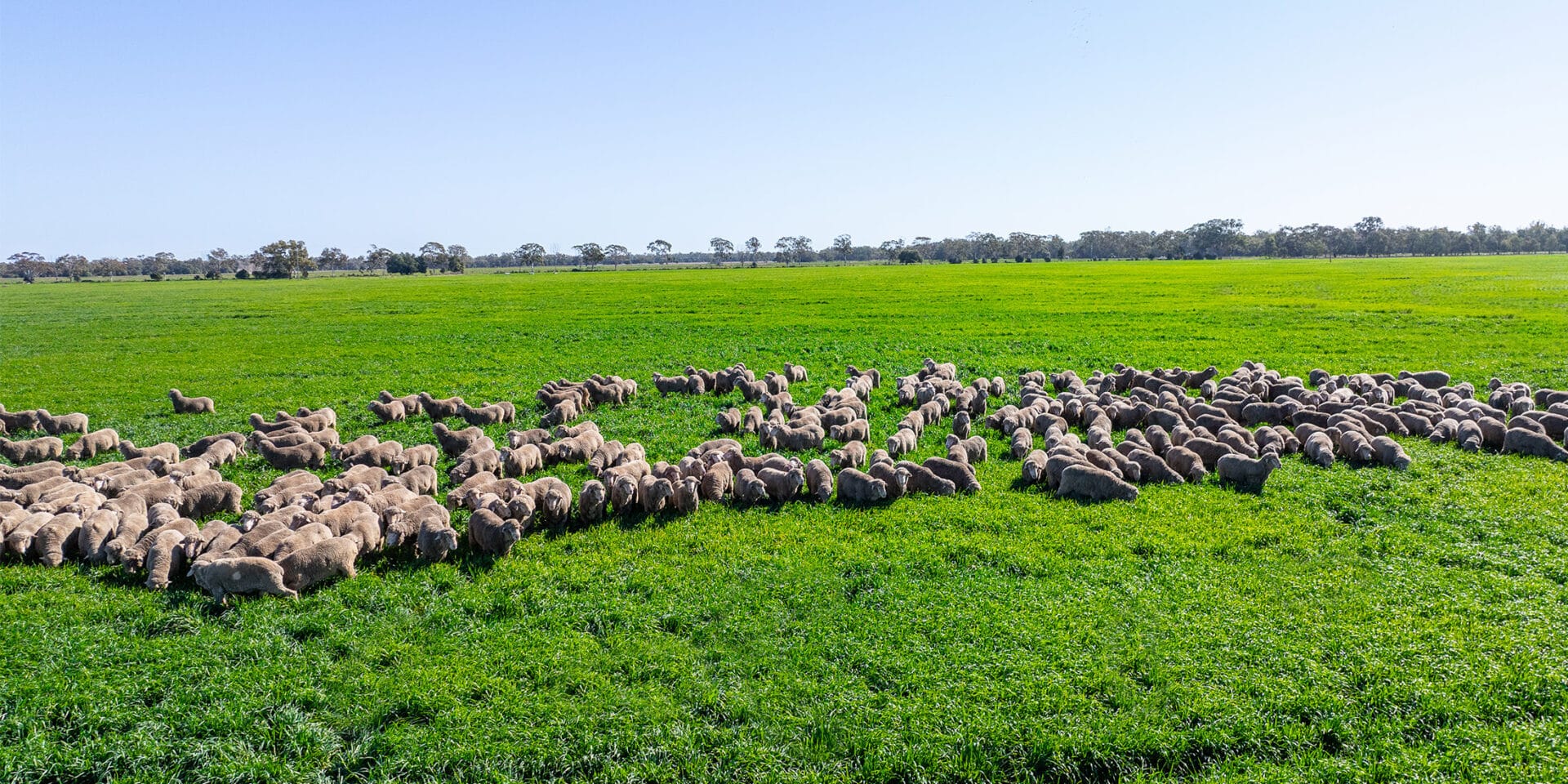 Wide Haddon Rig paddock view with a Merino flock across green pasture