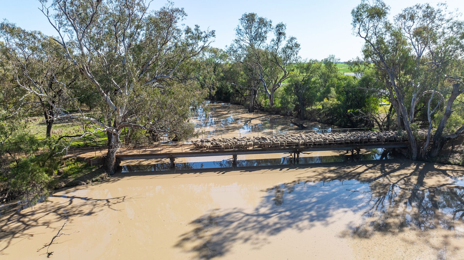 Haddon Rig Merino flock crossing a bridge over the Macquarie River