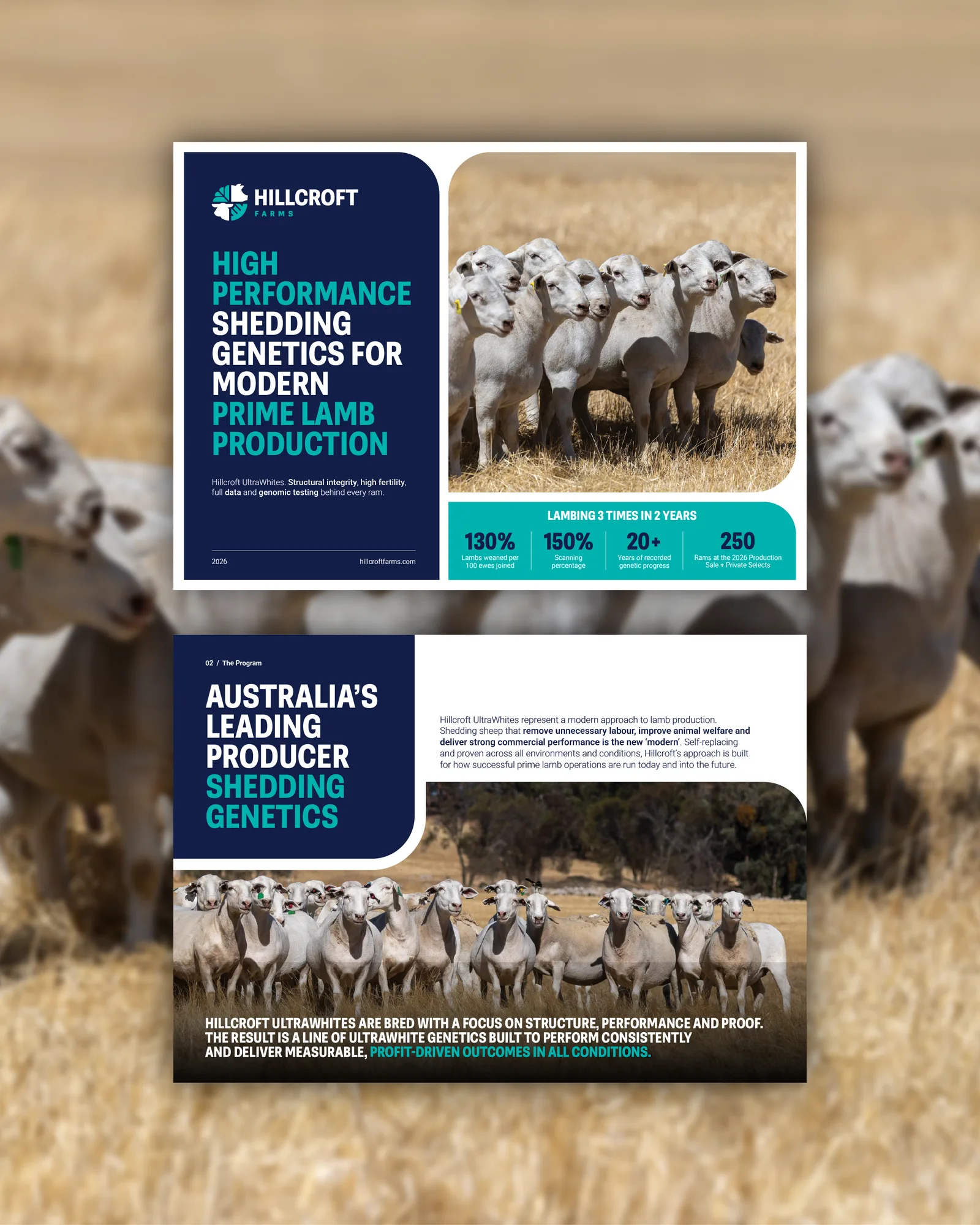 Hillcroft brand booklet cover and Australia's leading producer spread over a flock background
