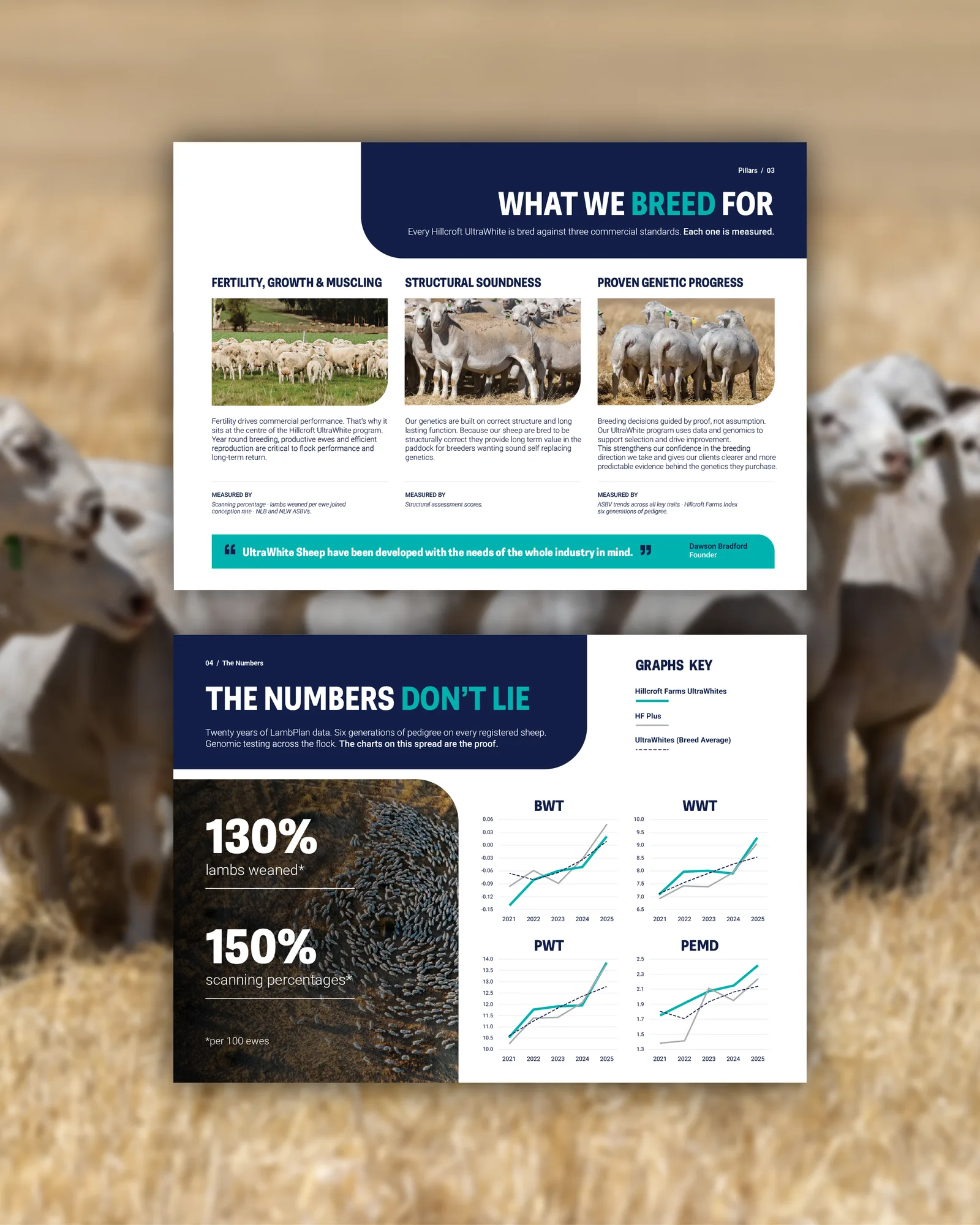 Hillcroft brand booklet spreads on what the stud breeds for and the numbers behind it