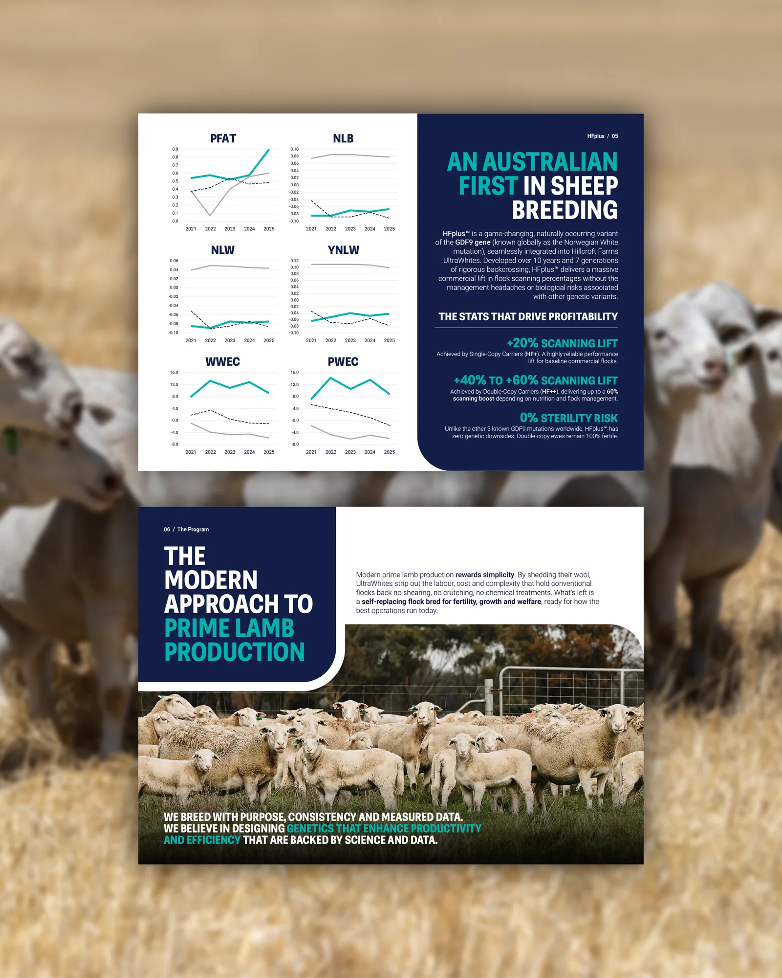 Hillcroft brand booklet spreads on the HFplus gene and a modern approach to prime lamb