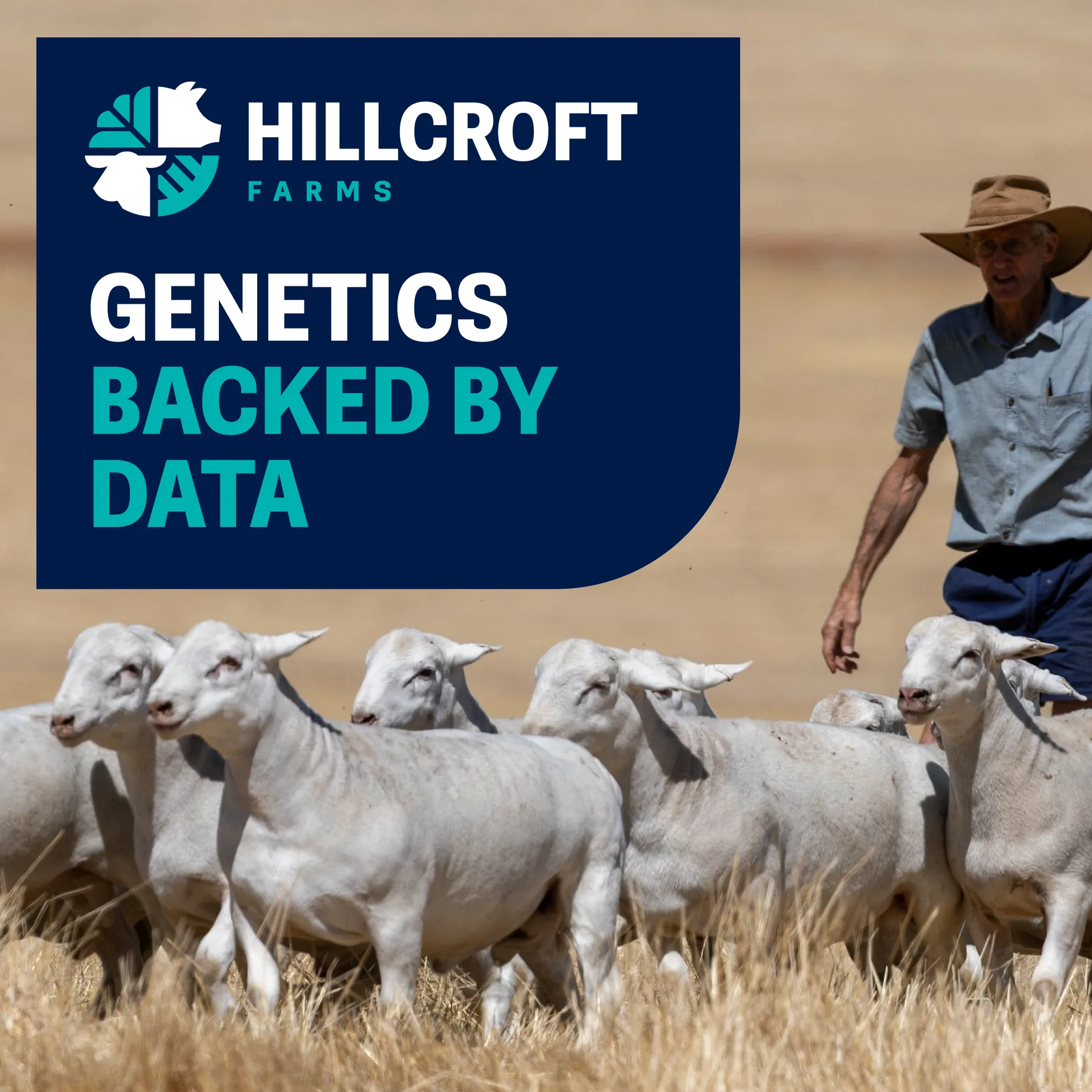 Hillcroft Farms social tile reading Genetics Backed by Data over UltraWhite sheep and a stockman