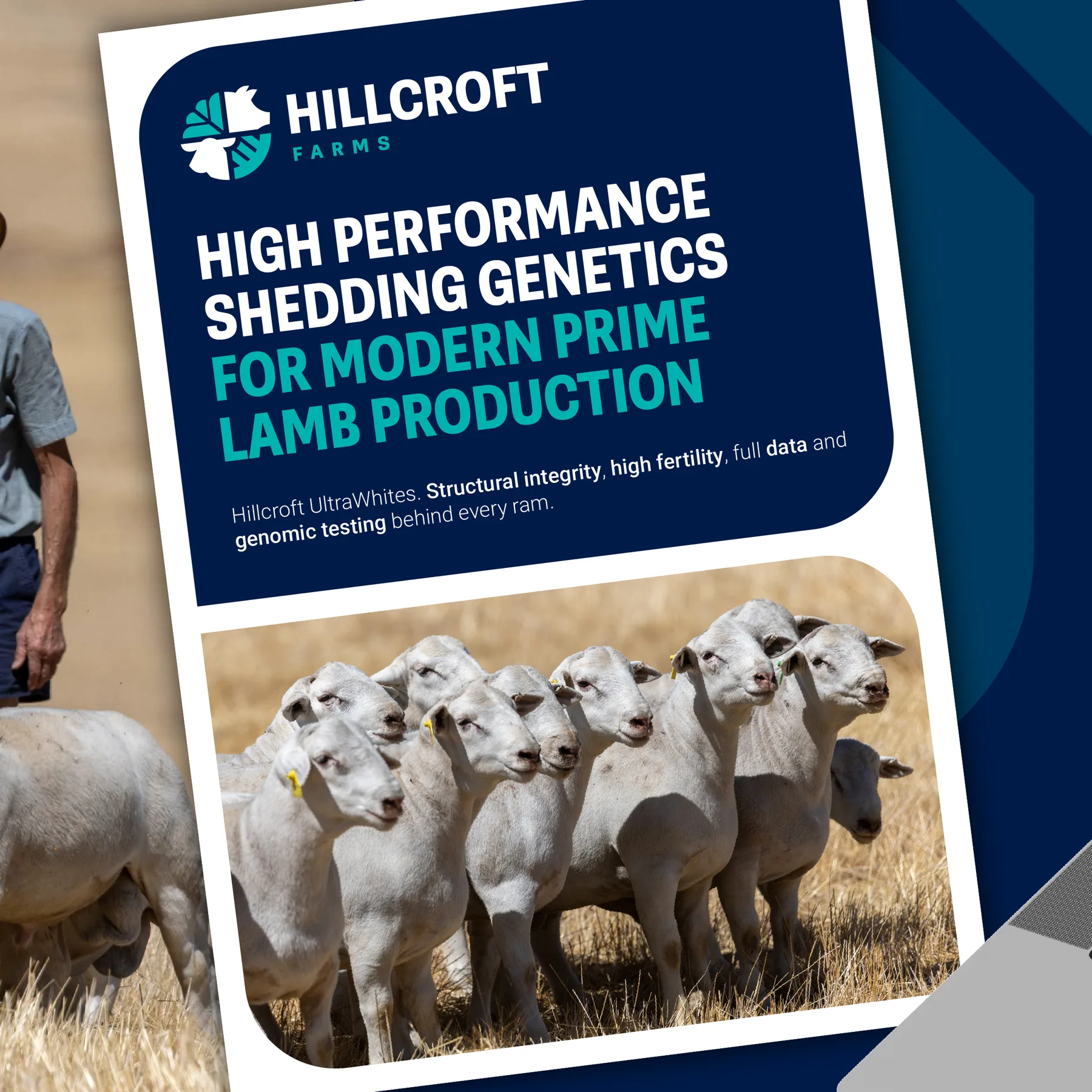 Hillcroft brochure cover promoting high performance shedding genetics for modern prime lamb production