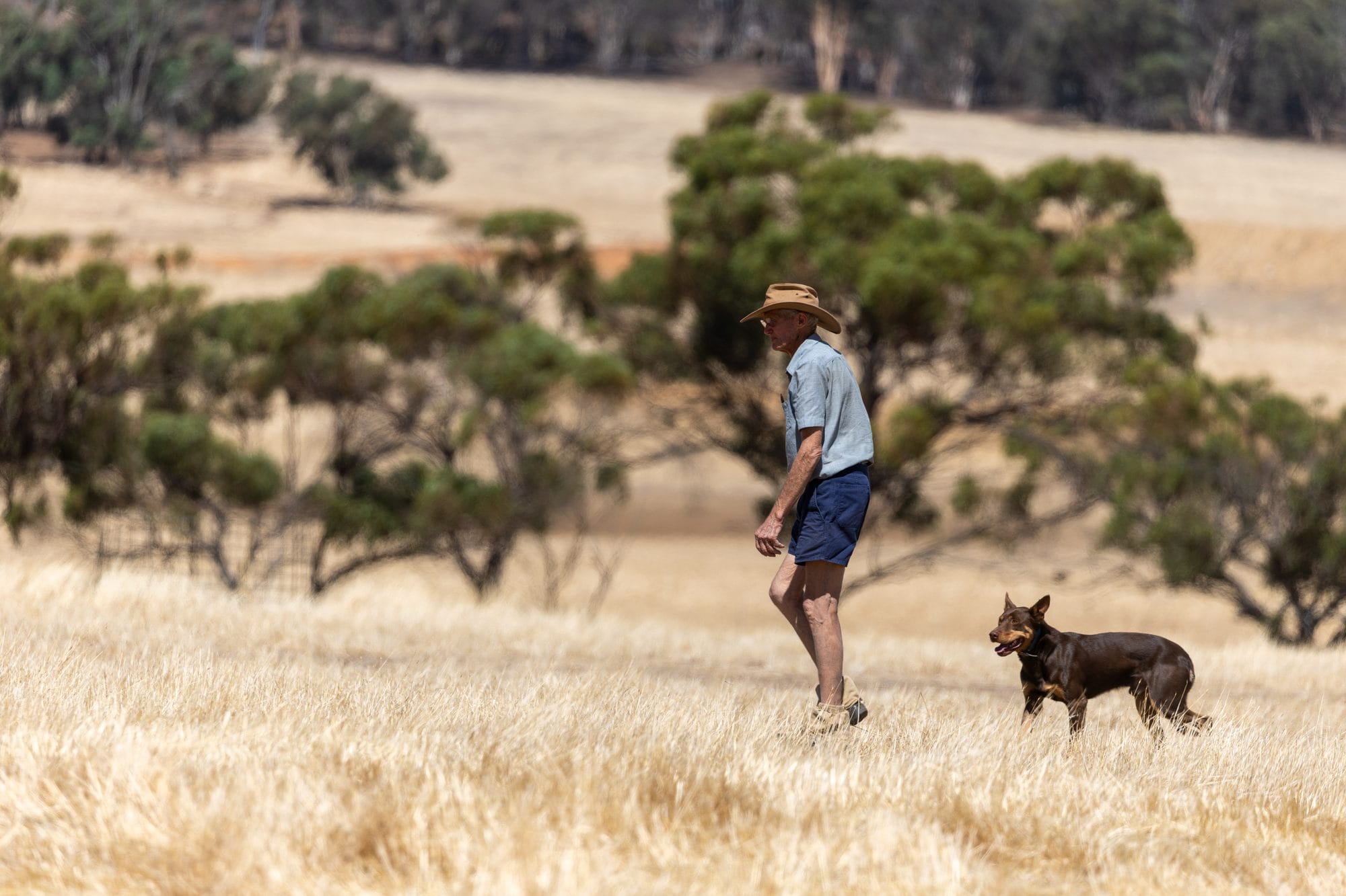Hillcroft stockman in an Akubra walking through dry pasture with a red working dog