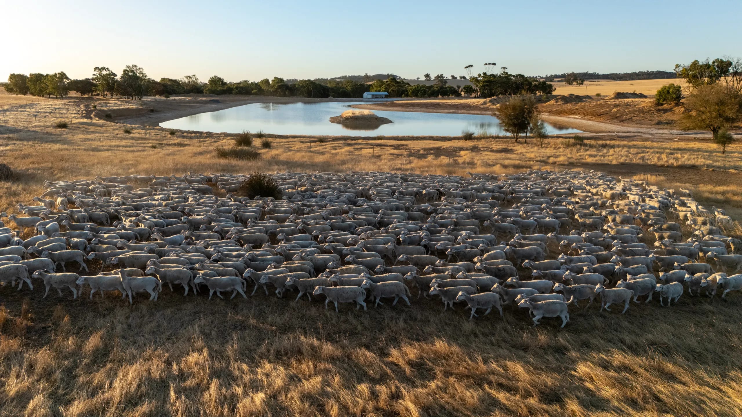 Aerial view of a large Hillcroft UltraWhite mob on golden stubble beside a farm dam