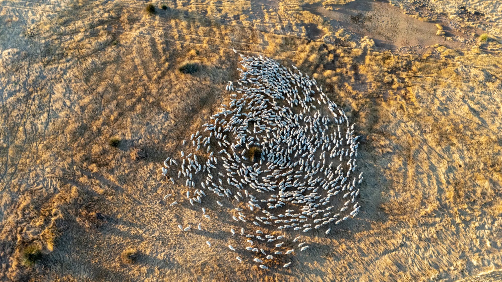 Overhead drone view of an UltraWhite mob circling on a golden paddock