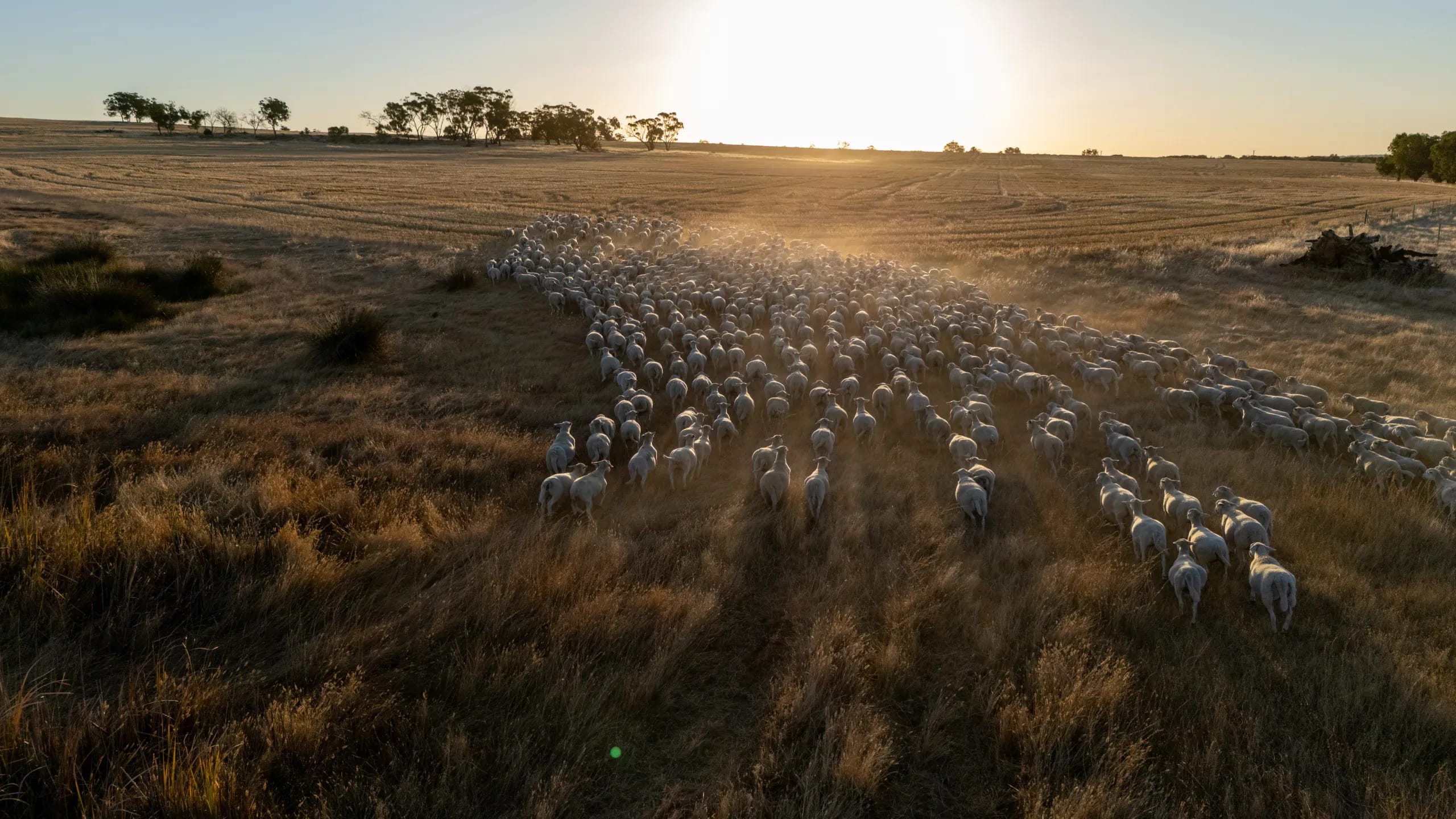 Hillcroft UltraWhite mob walking across native pasture toward the rising sun