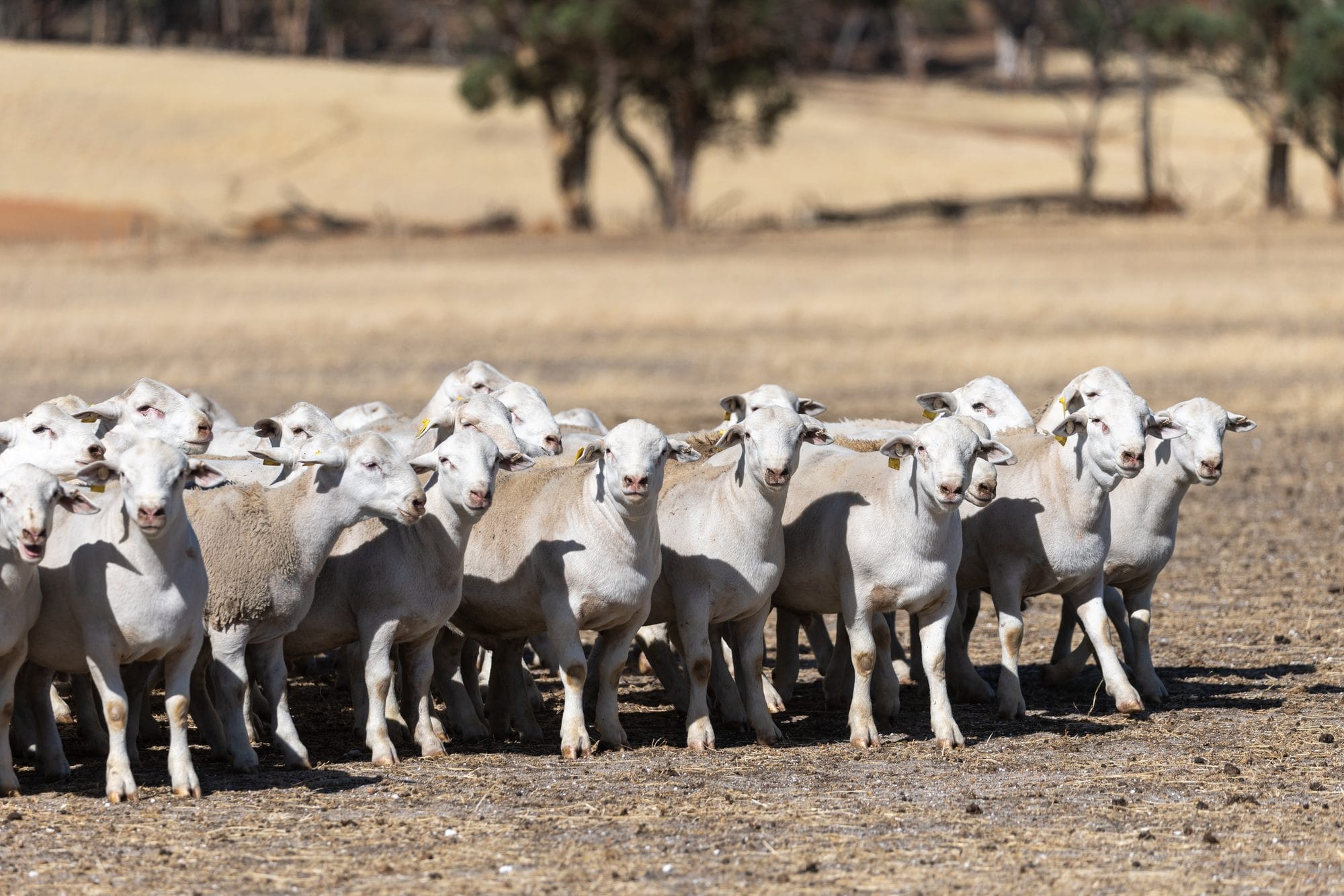 Mob of shorn Hillcroft UltraWhite sheep walking toward the camera across a dry paddock