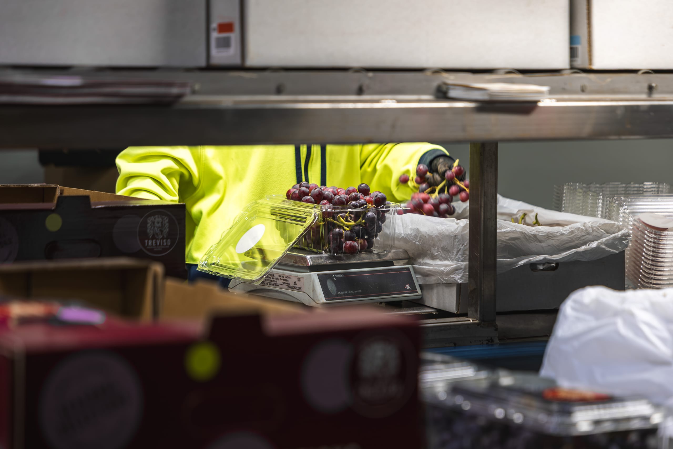 Worker handling grape bunches on a packing line