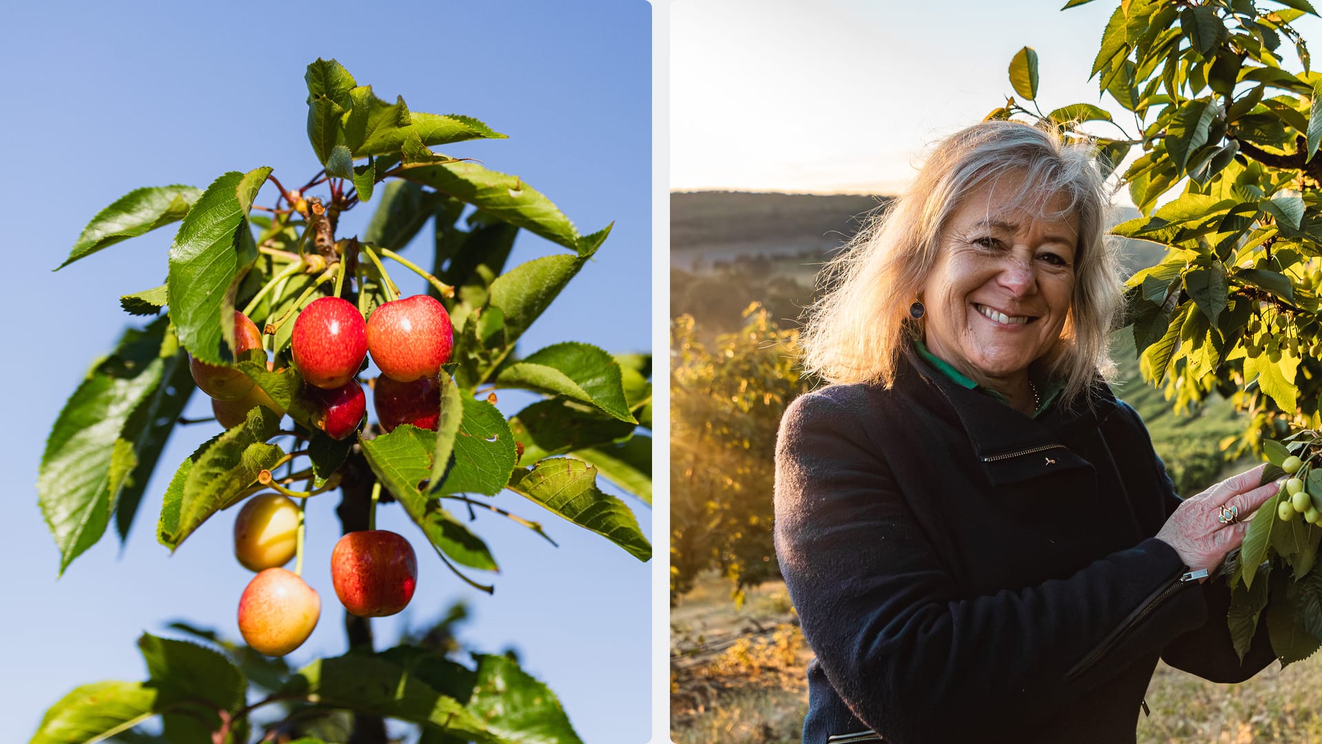 Split image of ripening fruit on a tree and a woman standing in an orchard