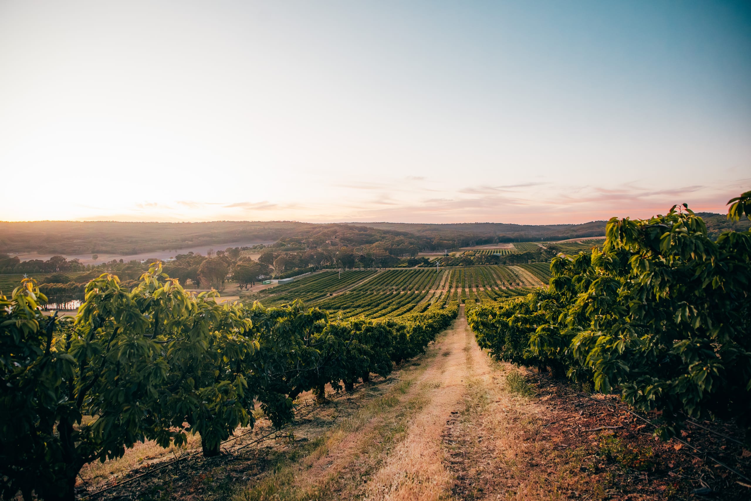 Vineyard rows stretching across rolling hills at sunset